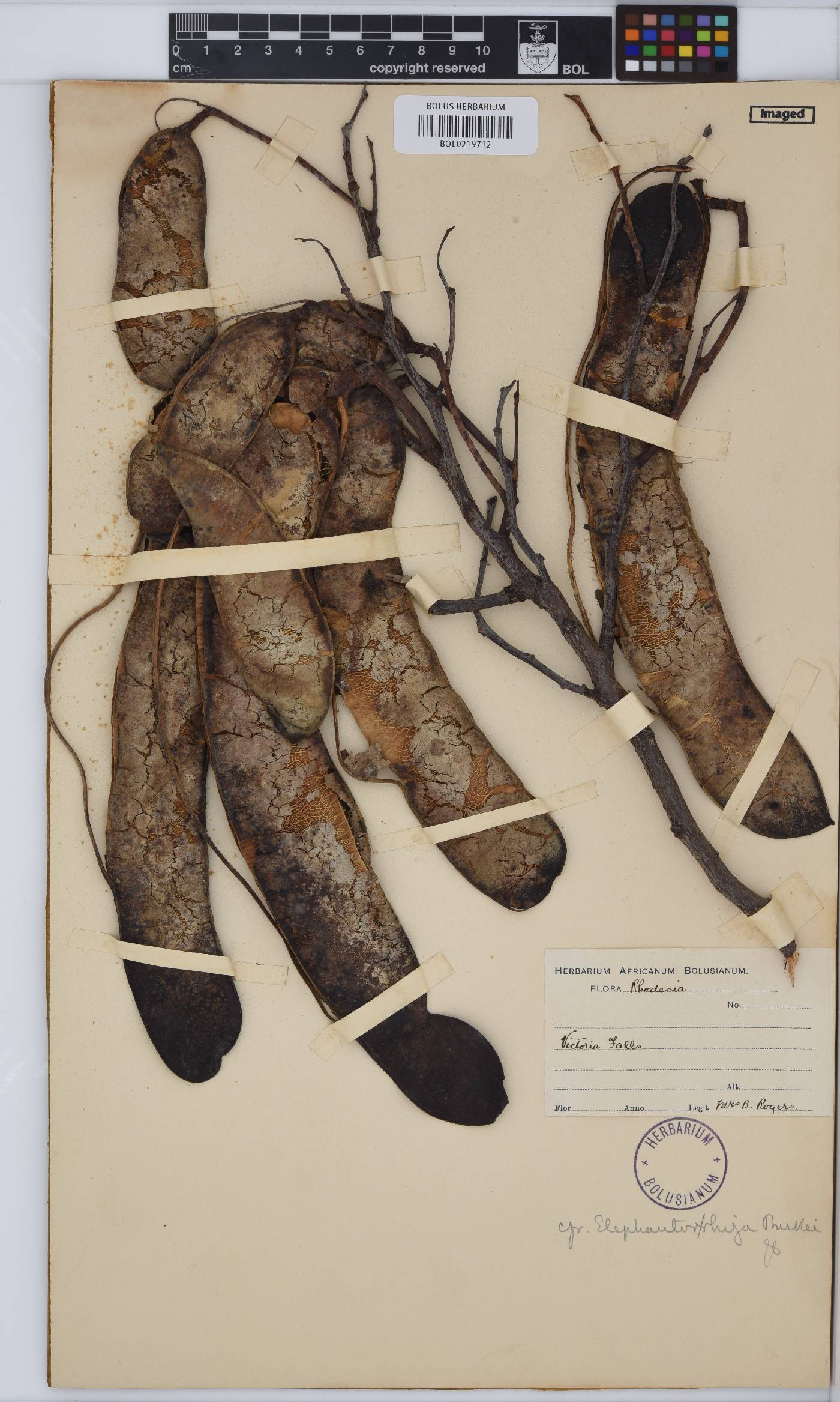Elephantorrhiza burkei image