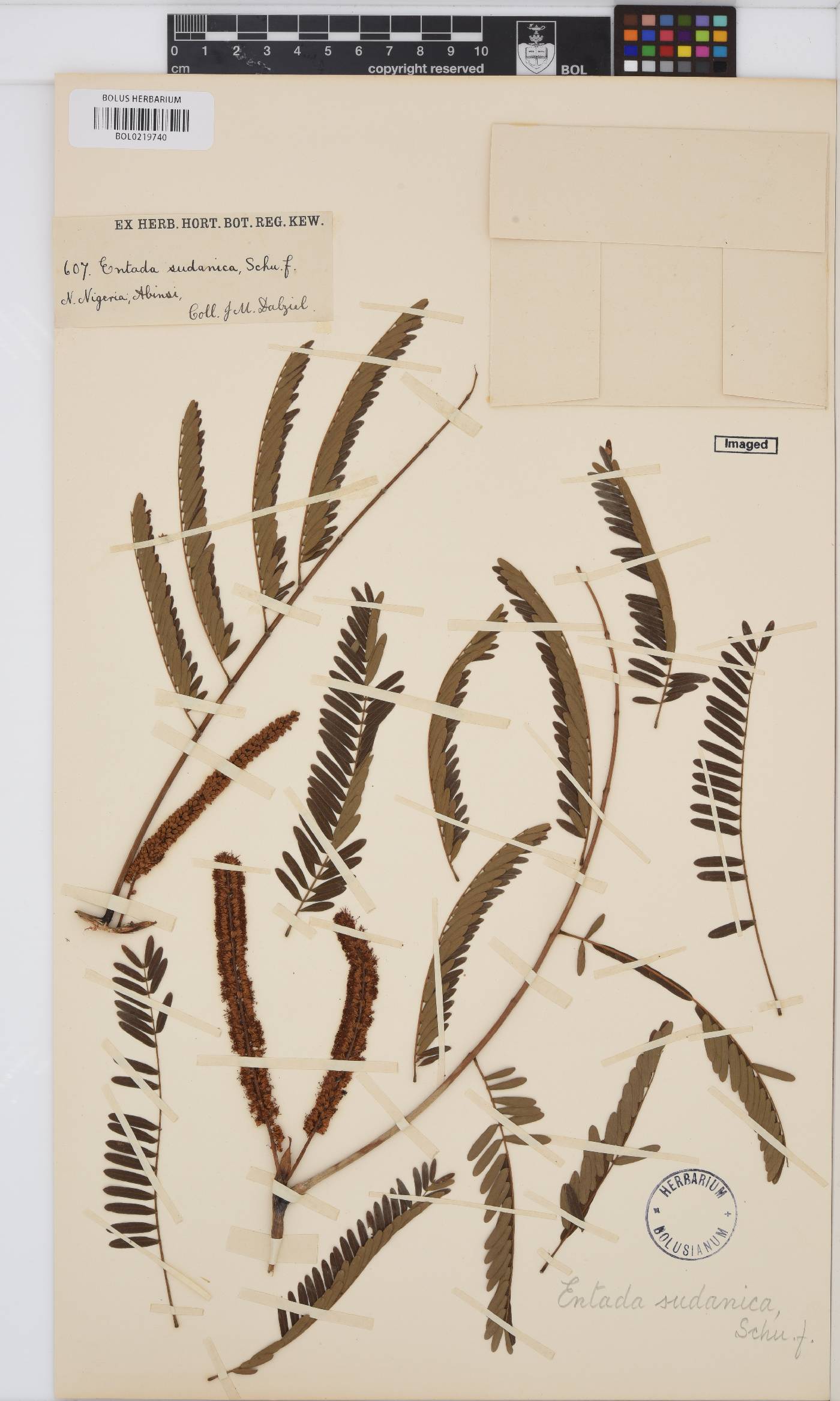 Entada africana image