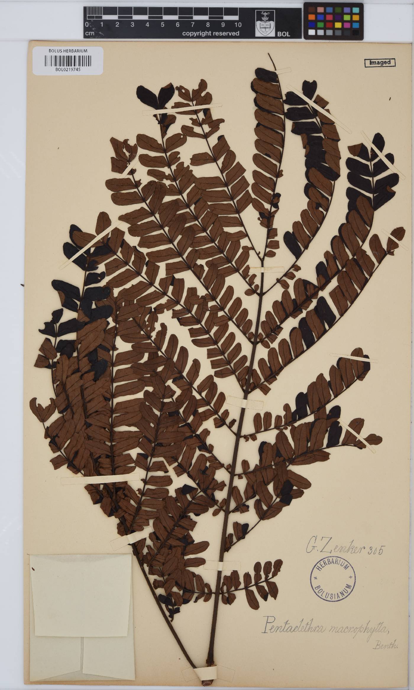 Pentaclethra macrophylla image