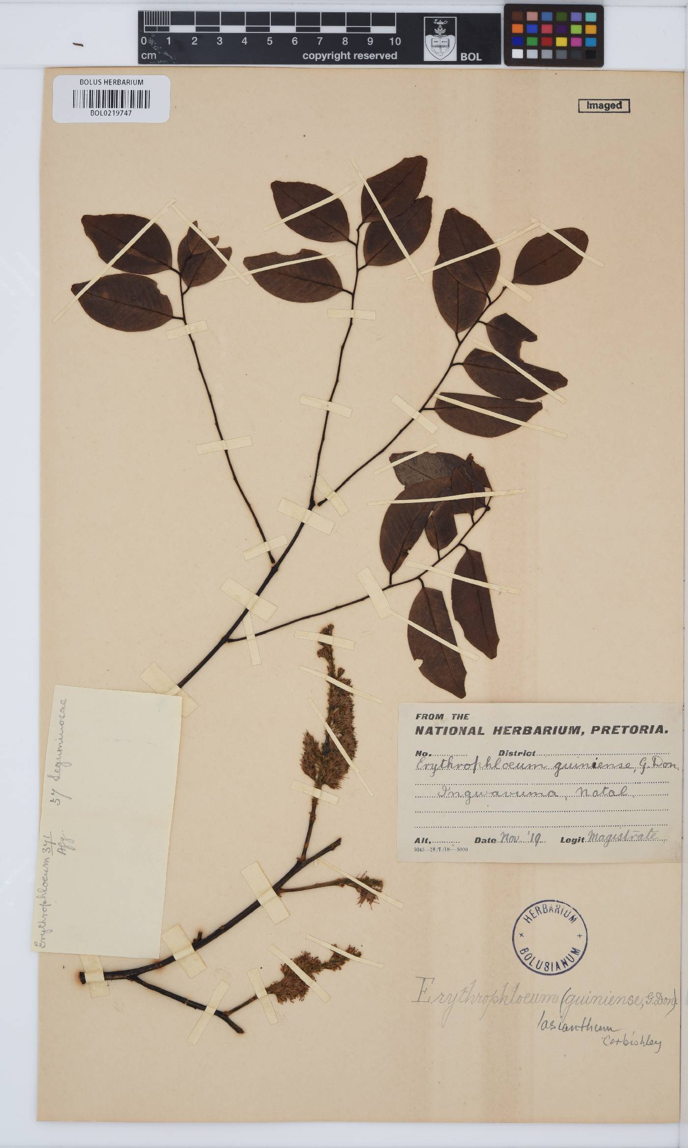 Erythrophleum image