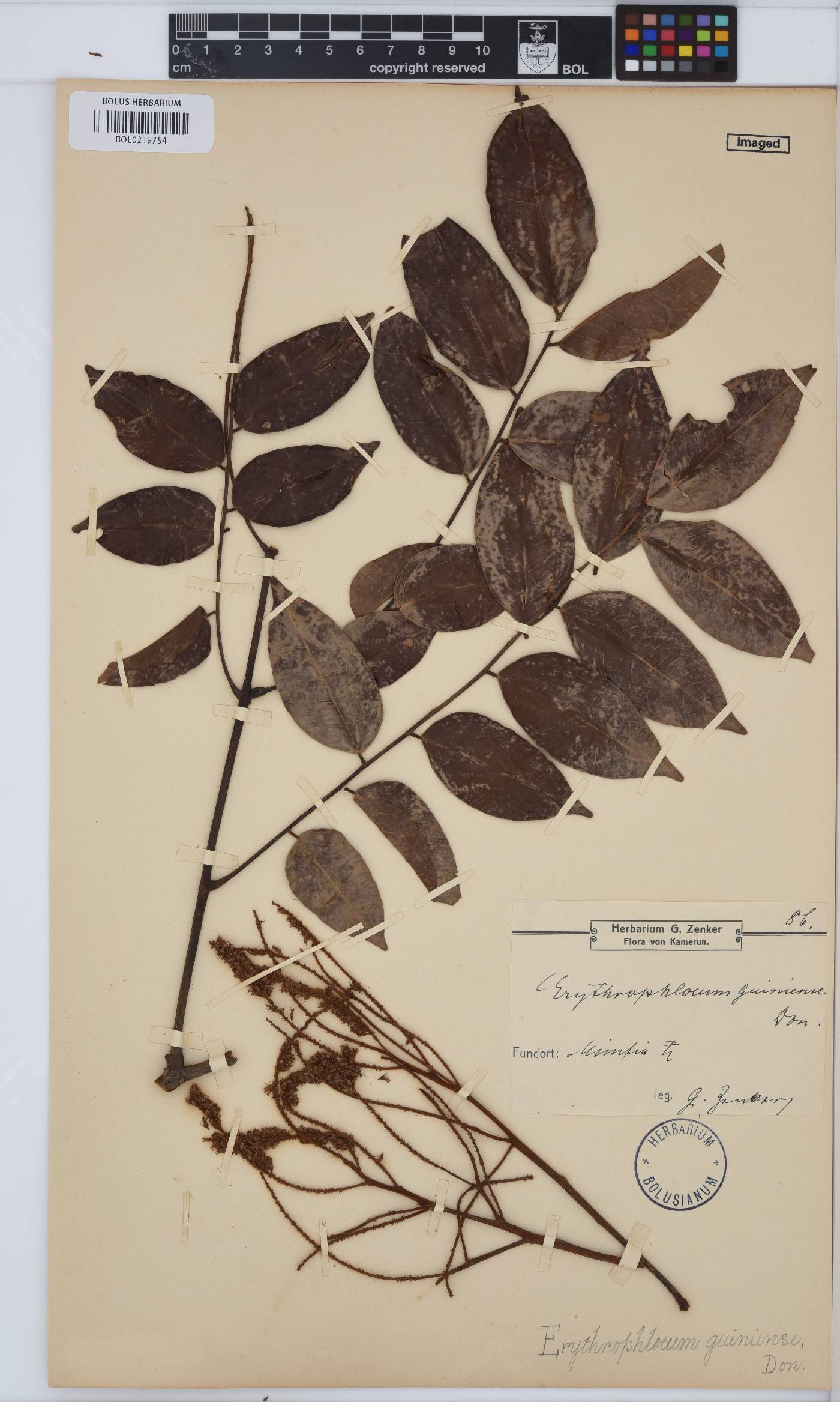 Erythrophleum suaveolens image