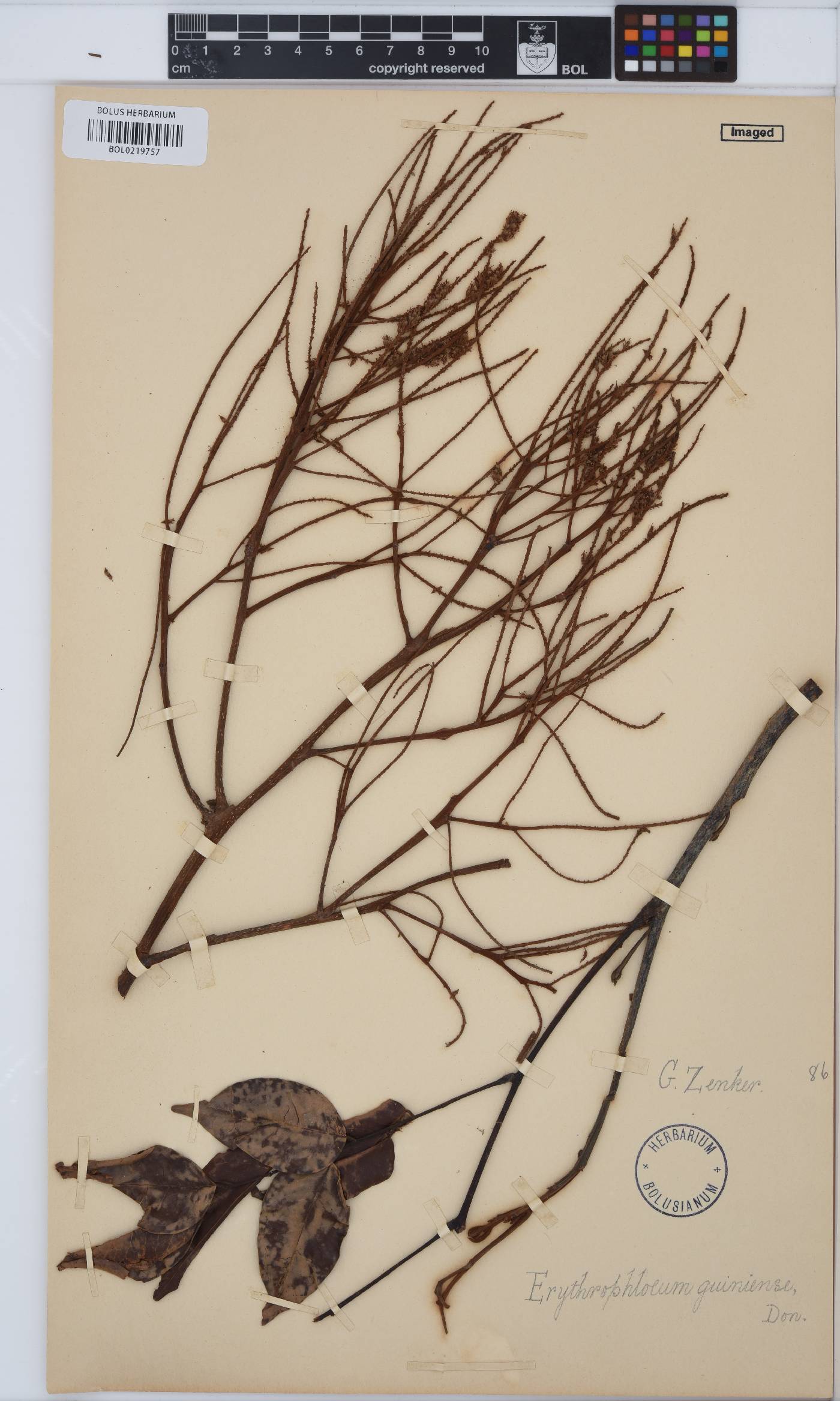 Erythrophleum suaveolens image