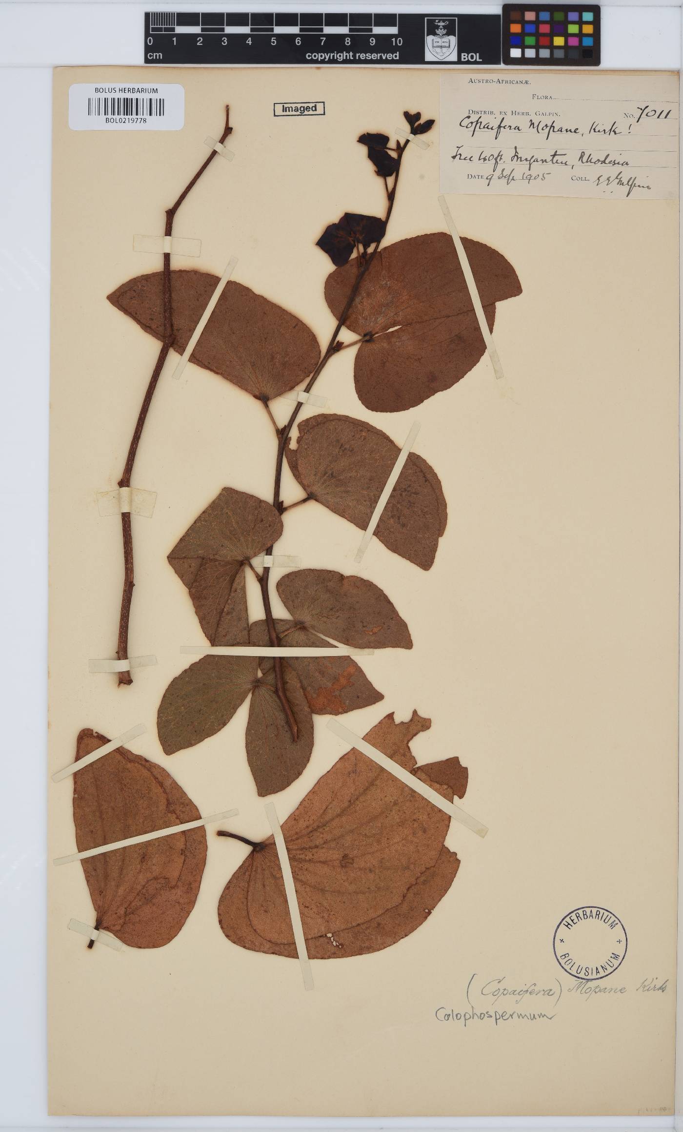 Colophospermum mopane image