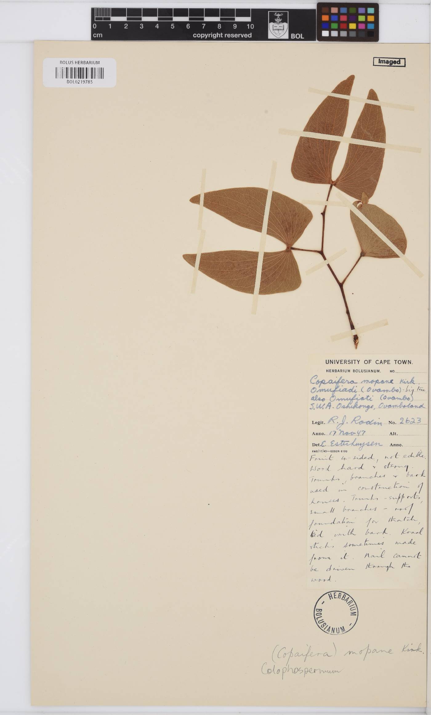 Colophospermum mopane image