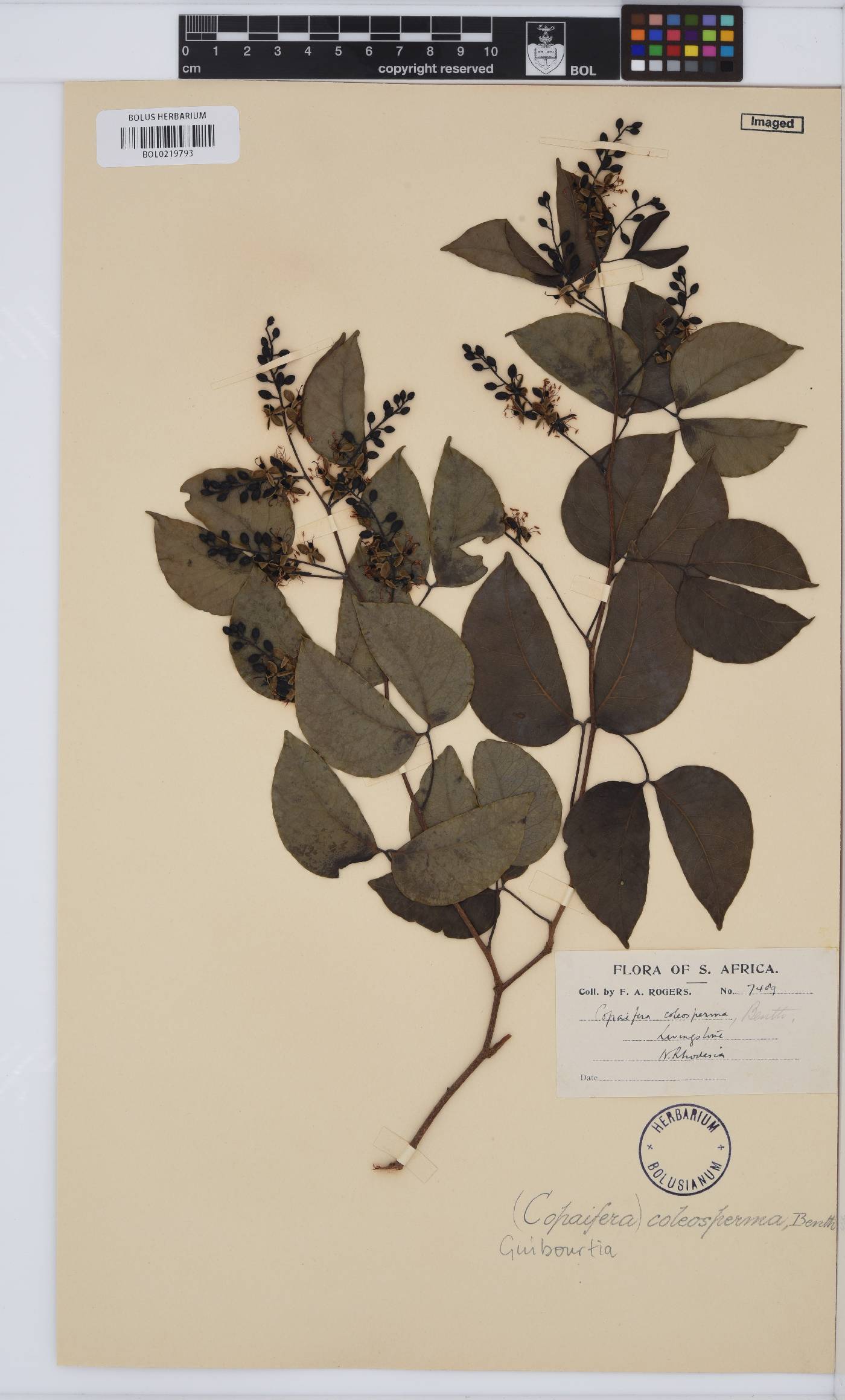 Guibourtia coleosperma image