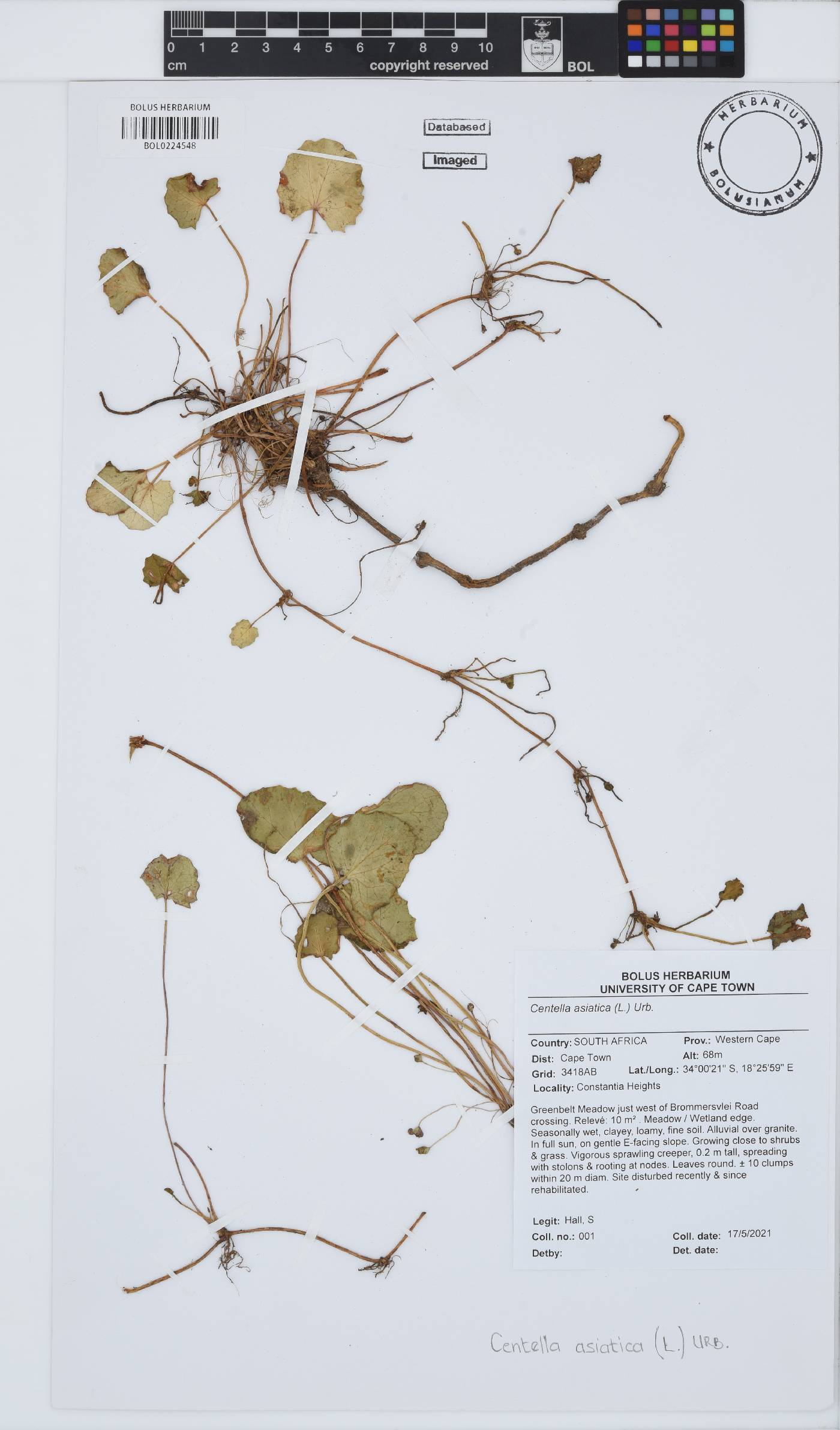 Centella asiatica image