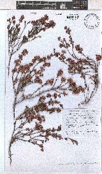 Erica calycina image