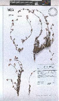 Hermannia muricata image