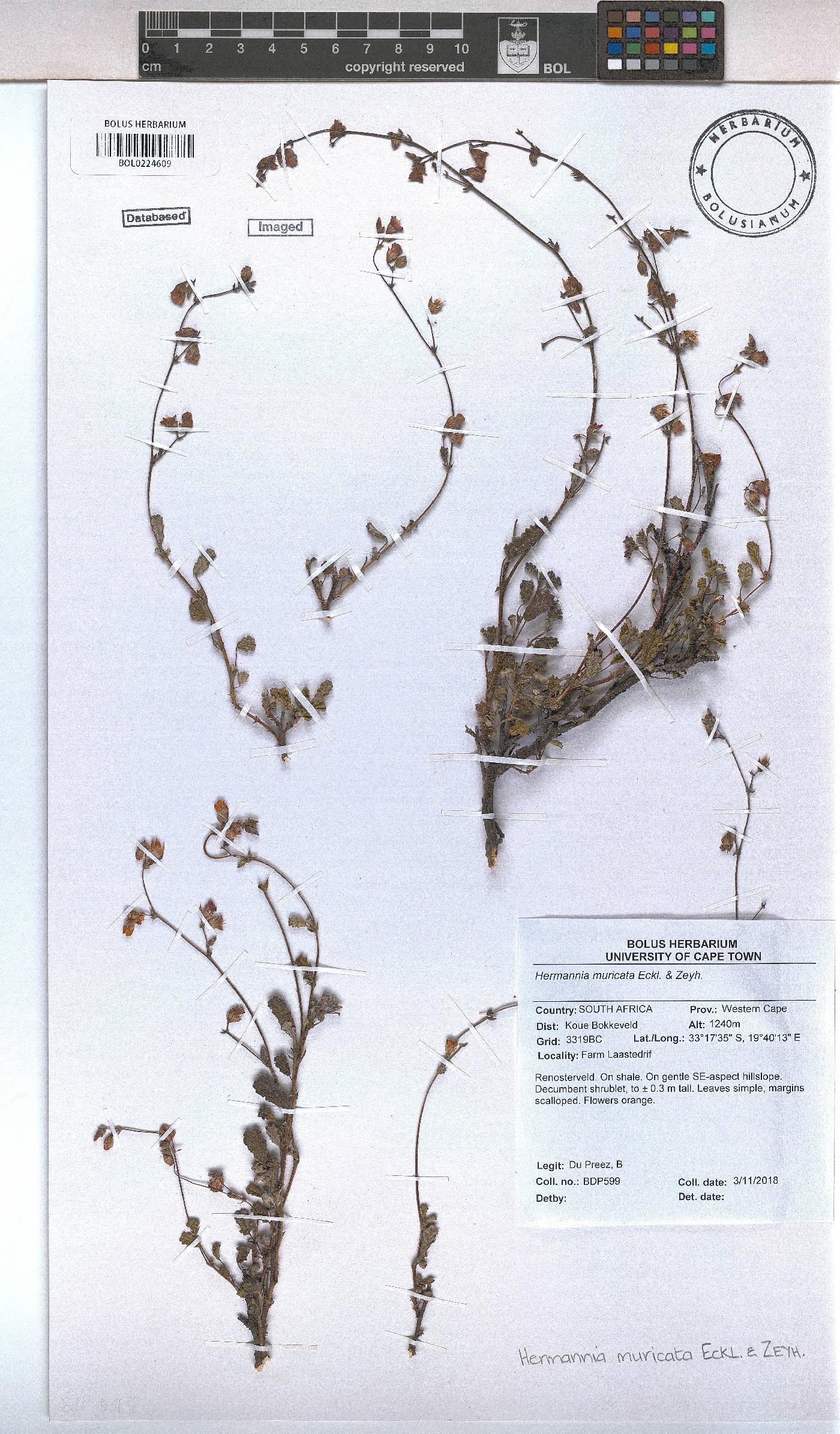 Hermannia muricata image