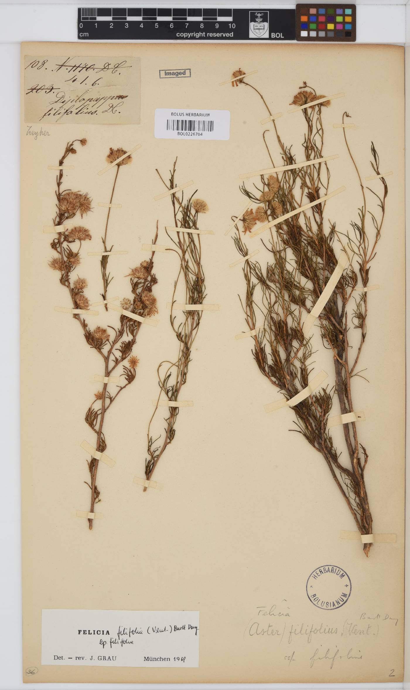 Felicia filifolia subsp. filifolia image
