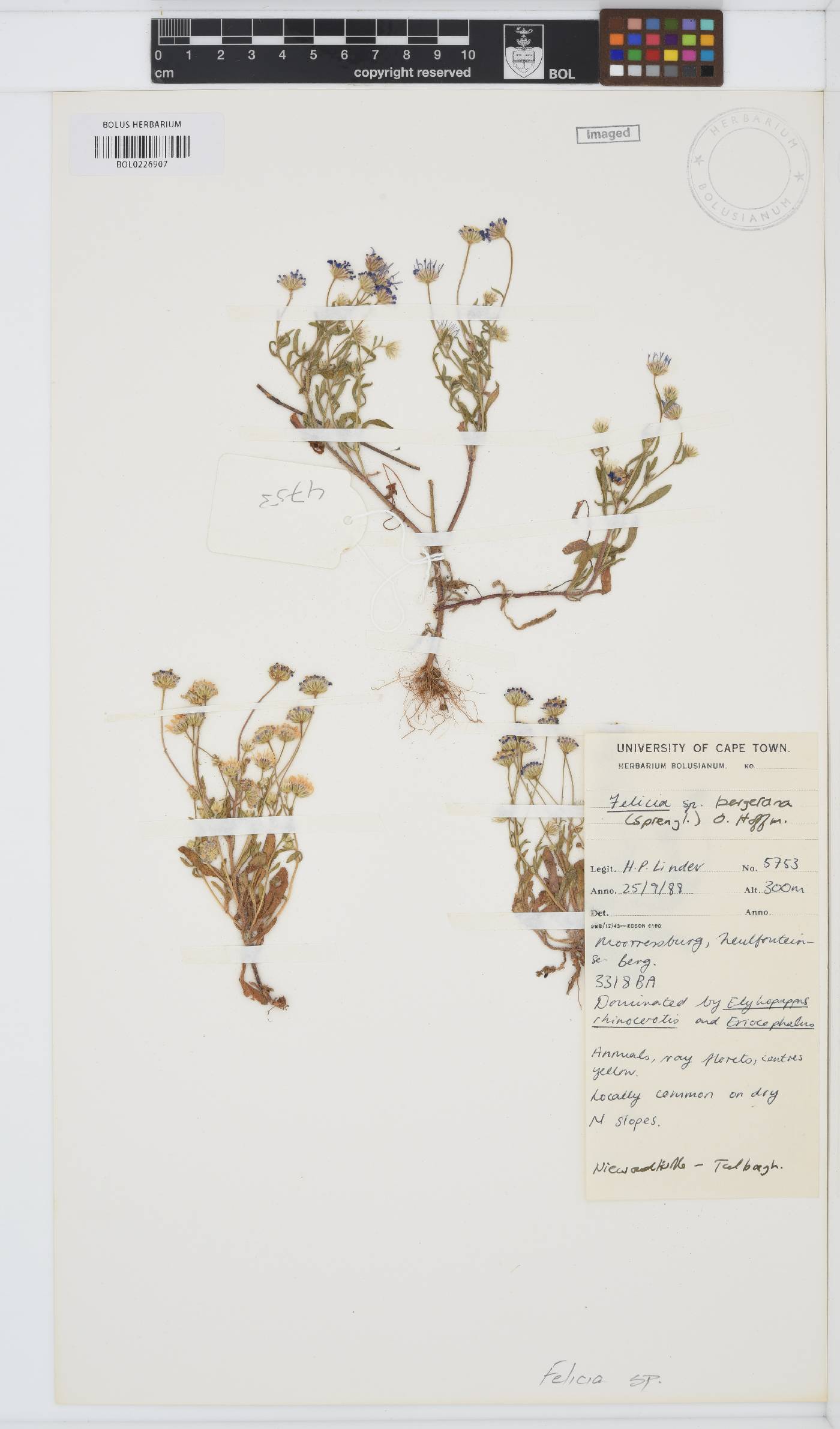 Felicia bergeriana image