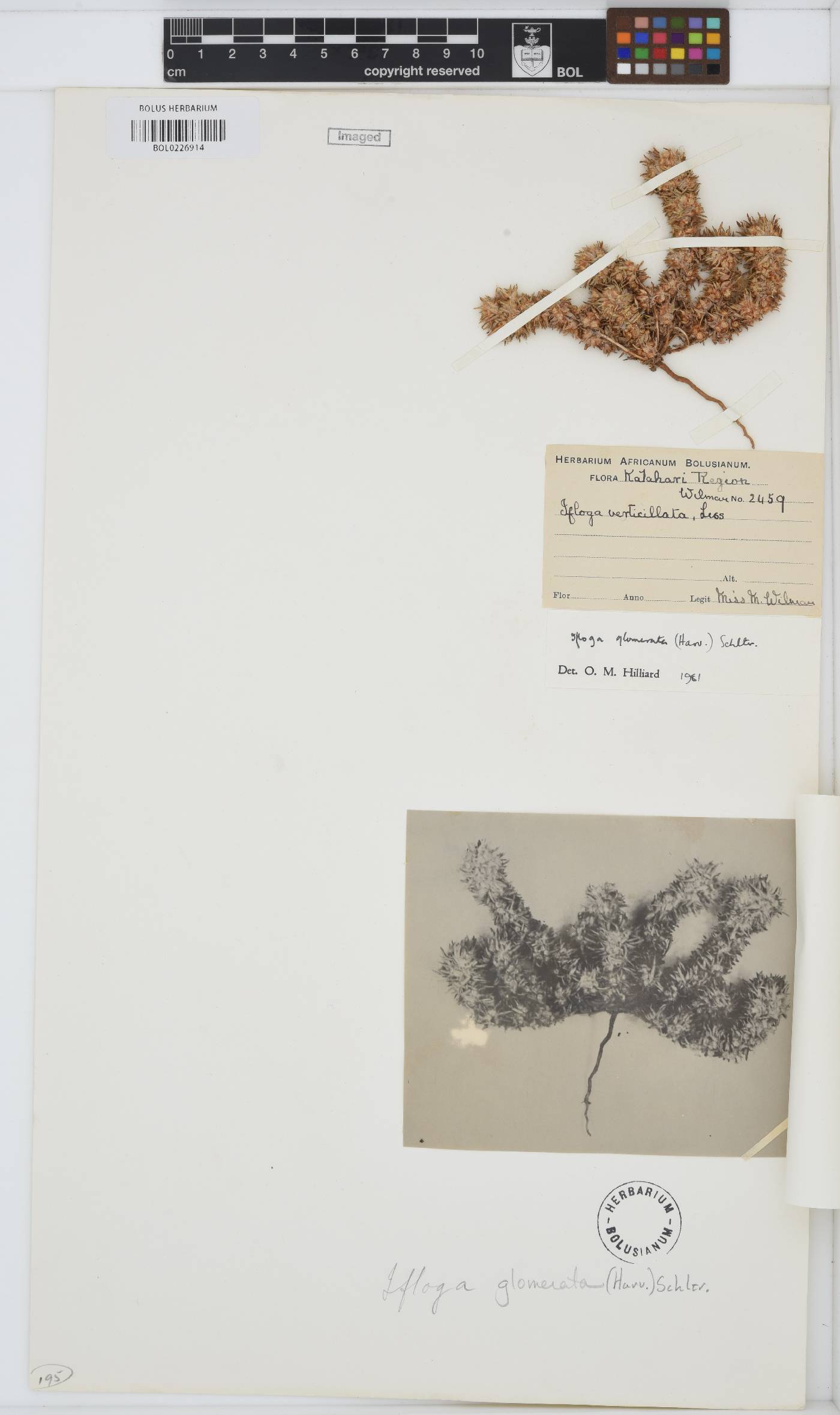 Ifloga glomerata image