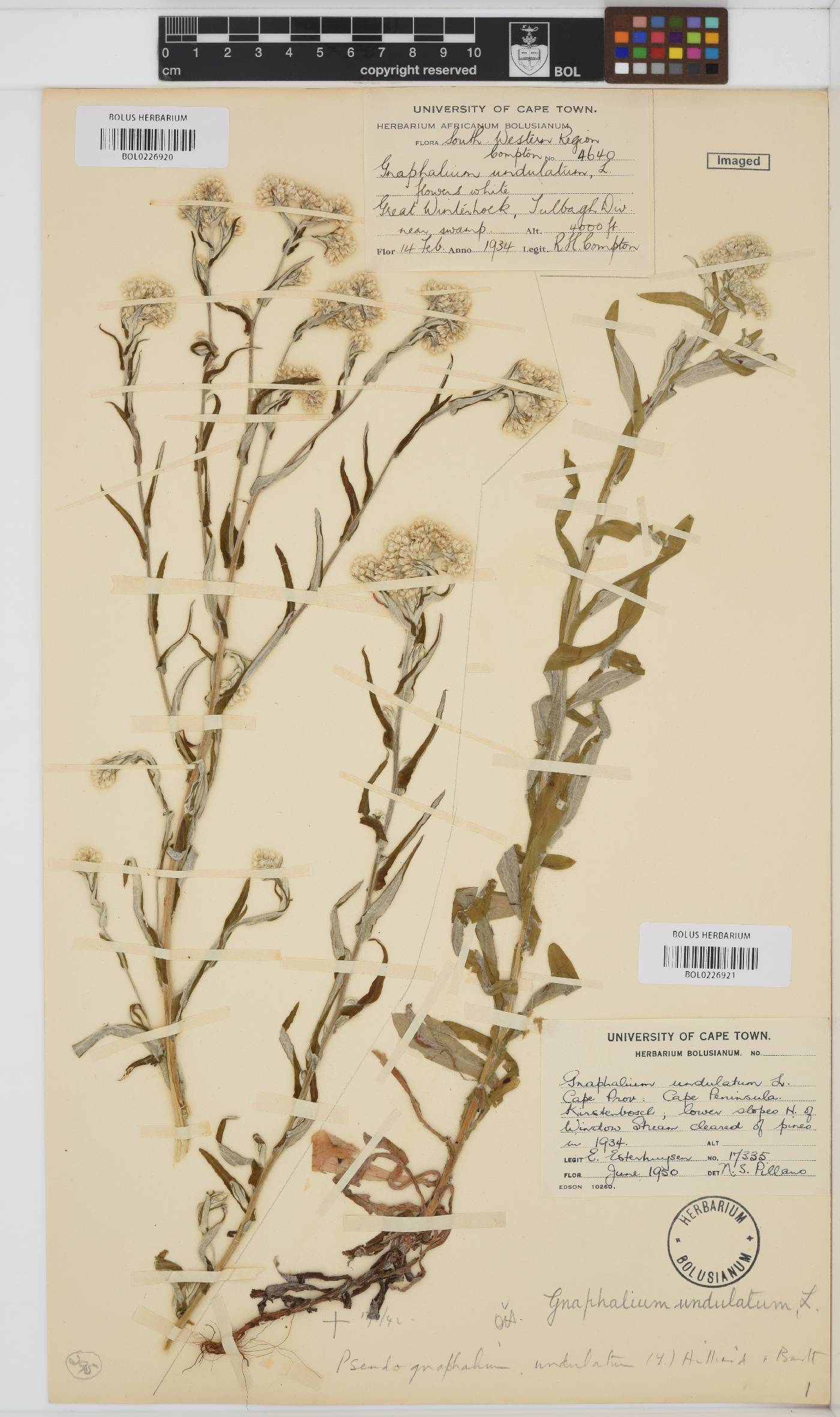 Pseudognaphalium undulatum image