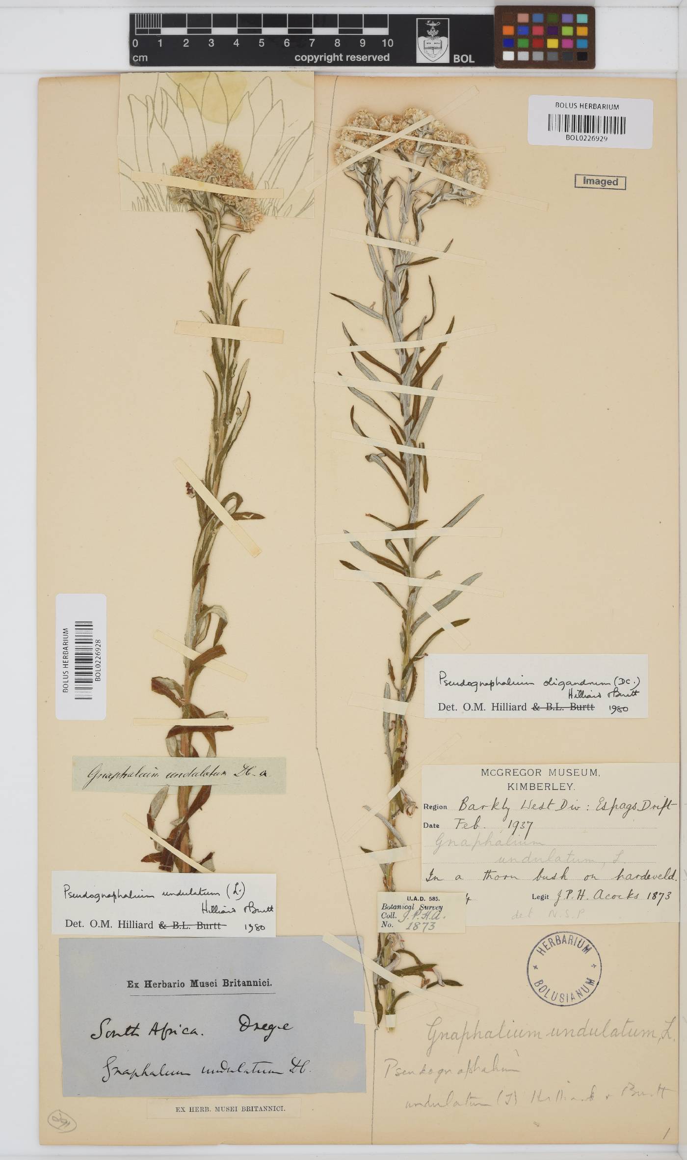 Pseudognaphalium oligandrum image
