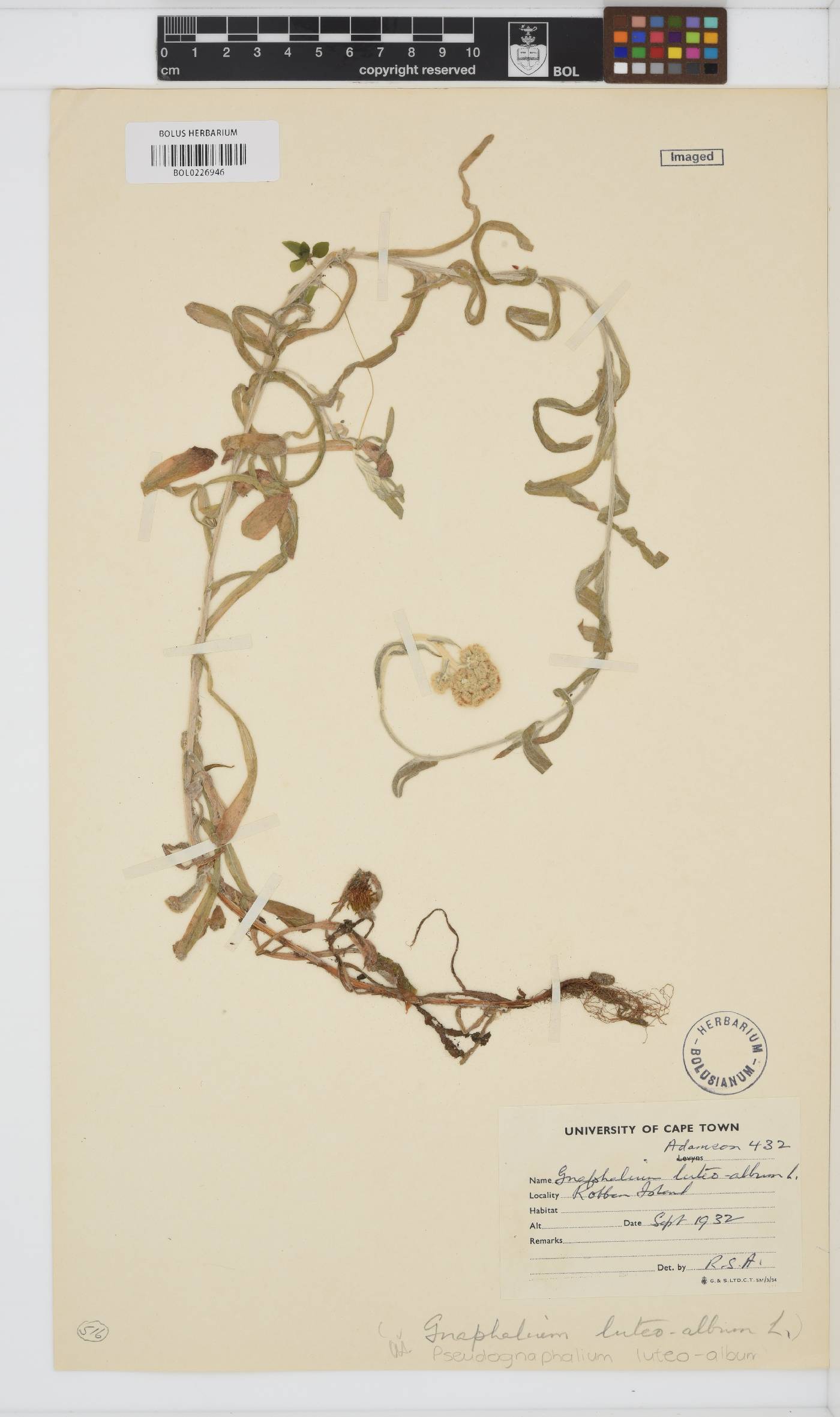 Helichrysum luteoalbum image