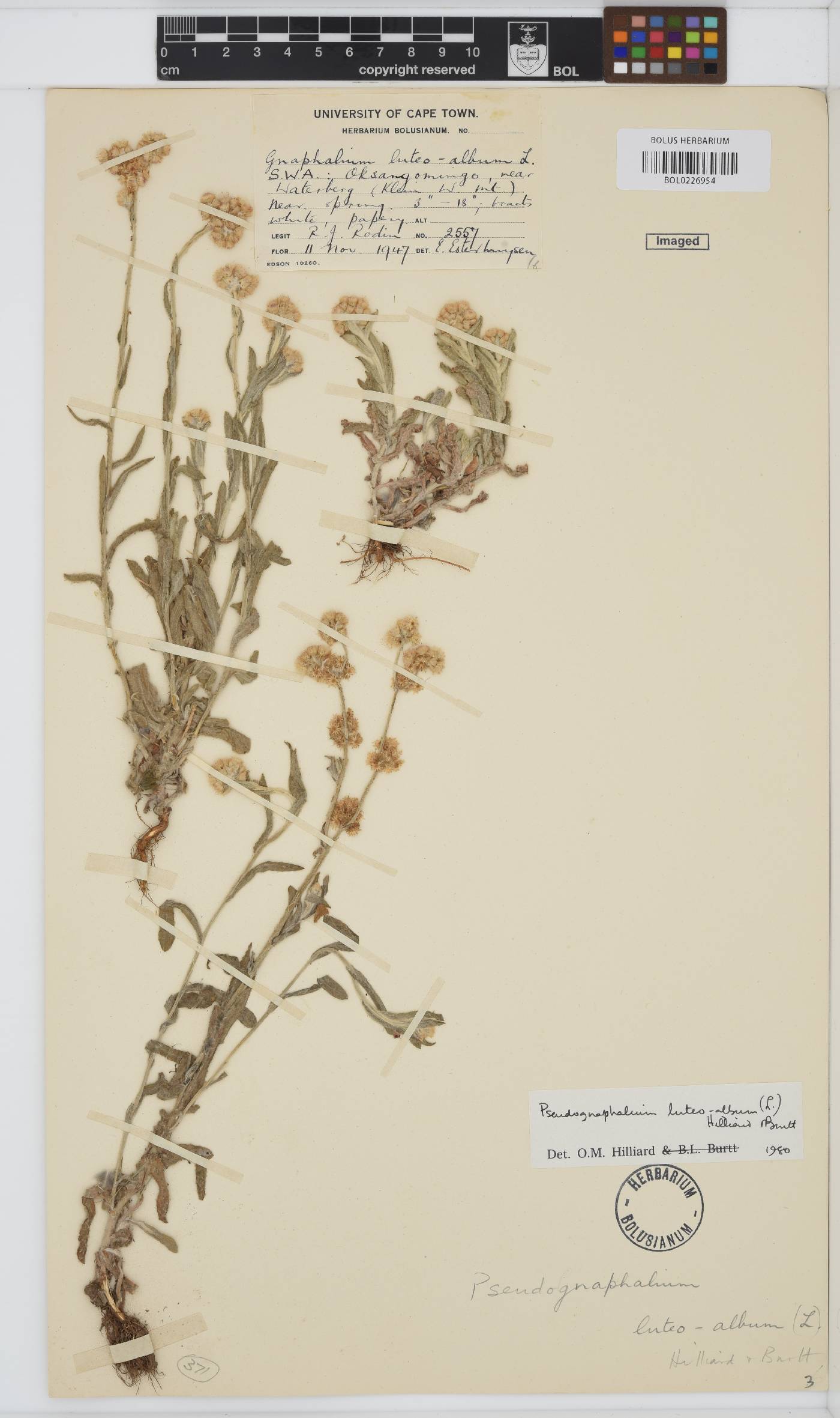 Helichrysum luteoalbum image