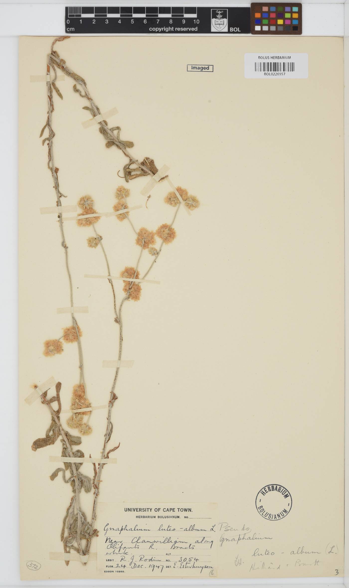 Helichrysum luteoalbum image