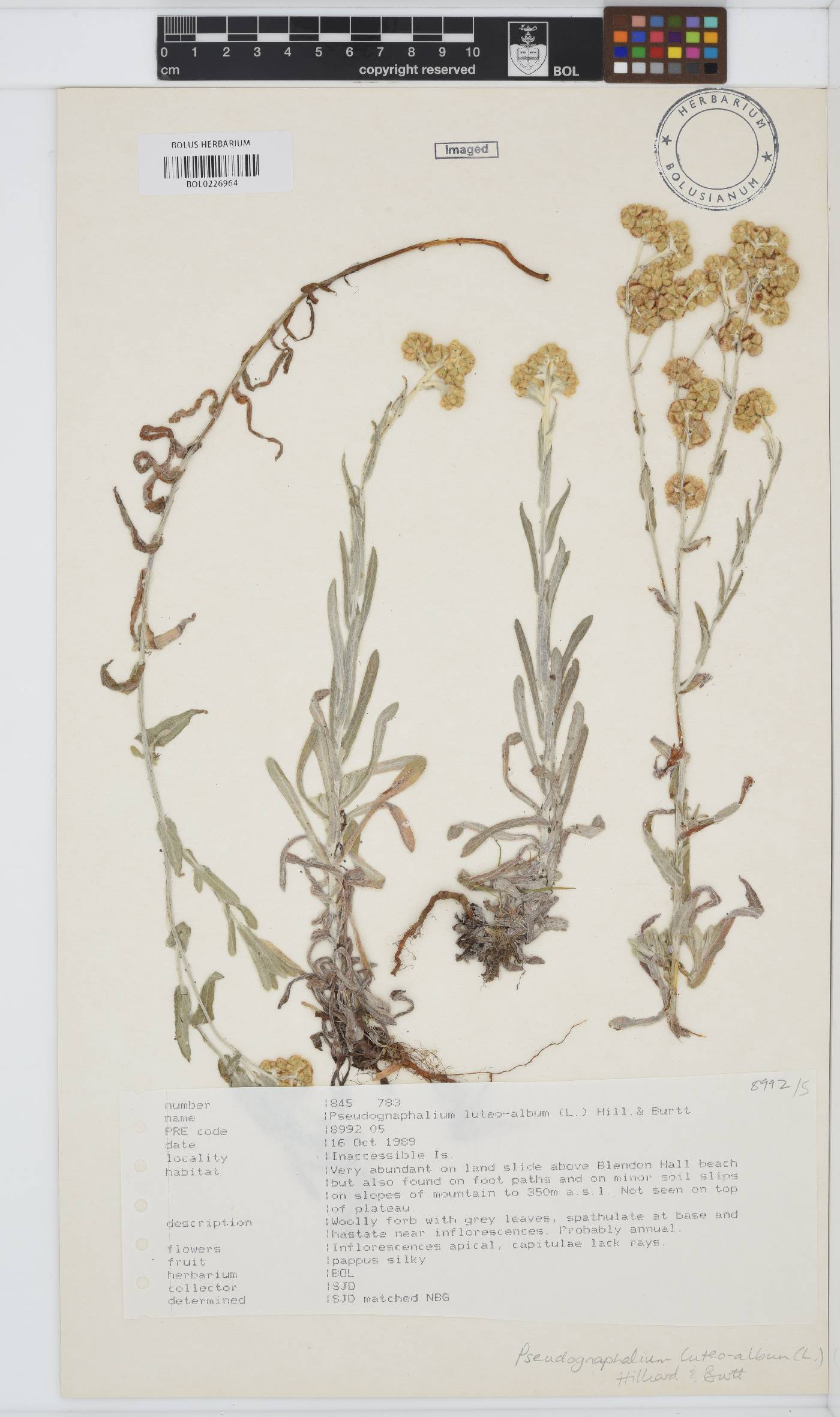 Helichrysum luteoalbum image