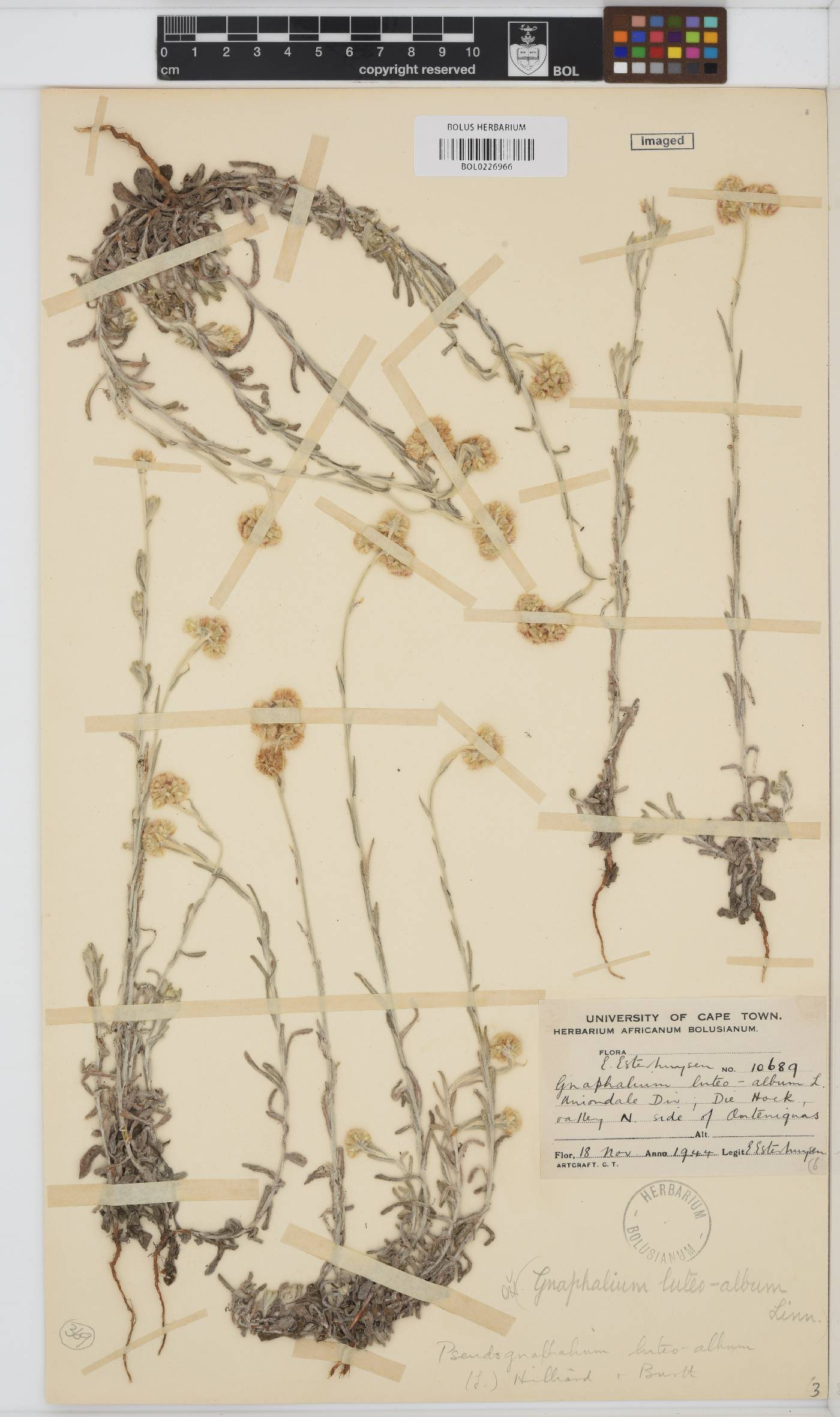 Helichrysum luteoalbum image