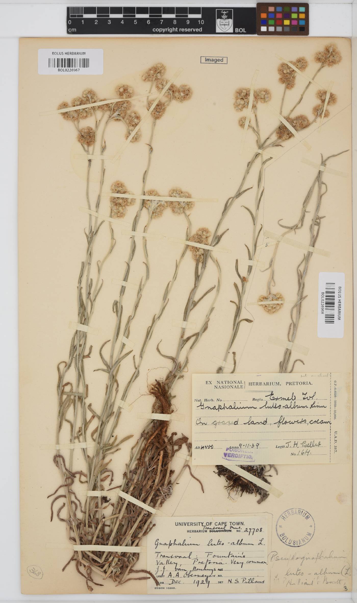 Helichrysum luteoalbum image