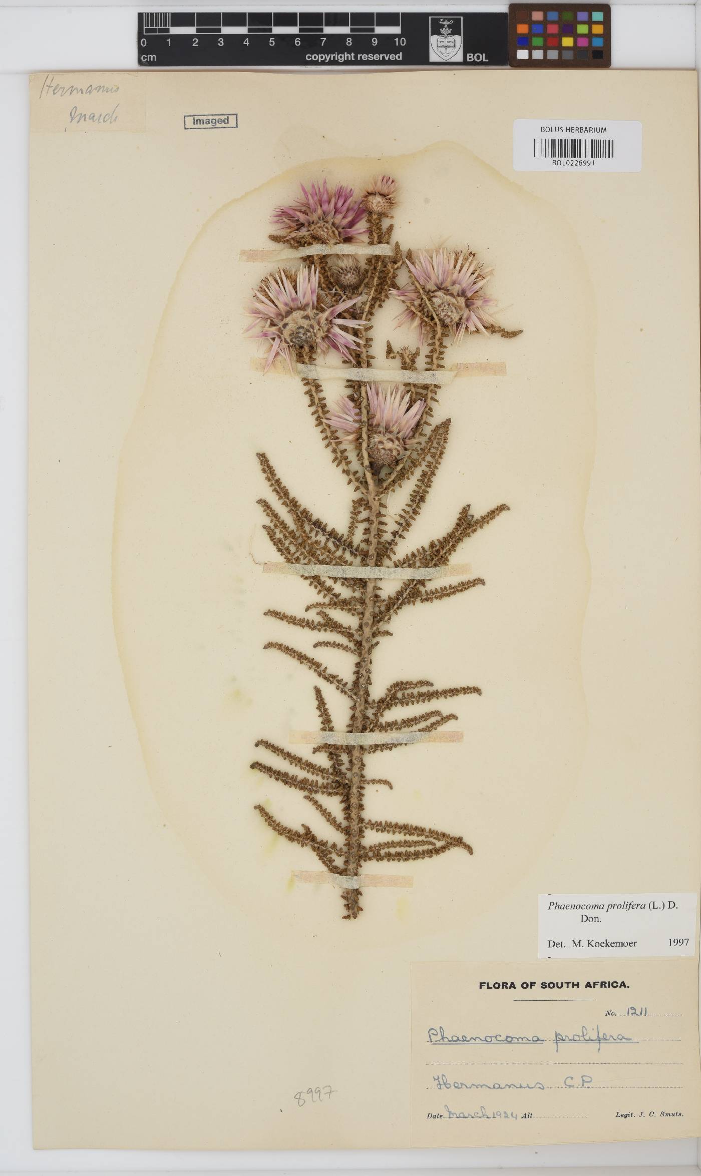 Phaenocoma prolifera image