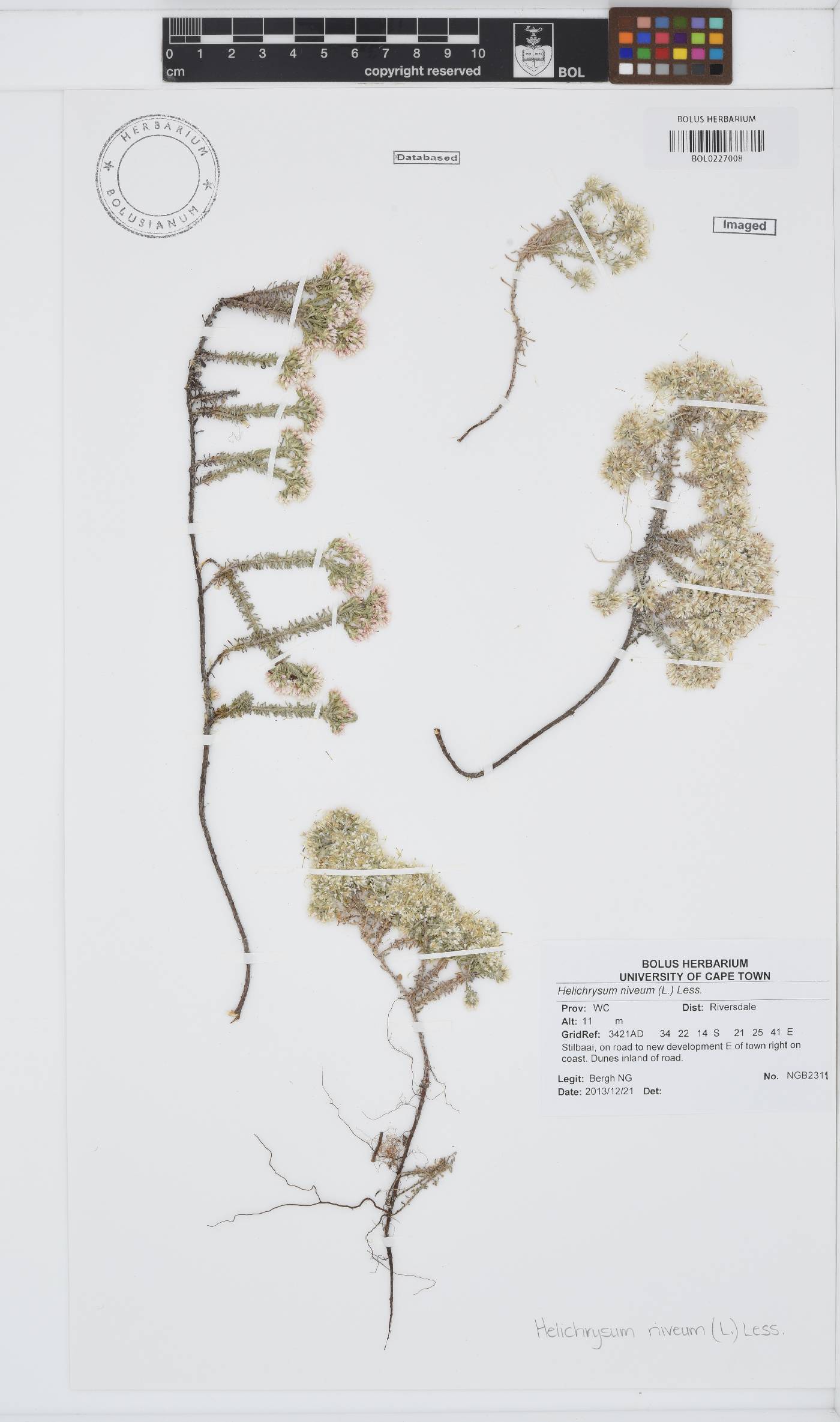 Helichrysum niveum image