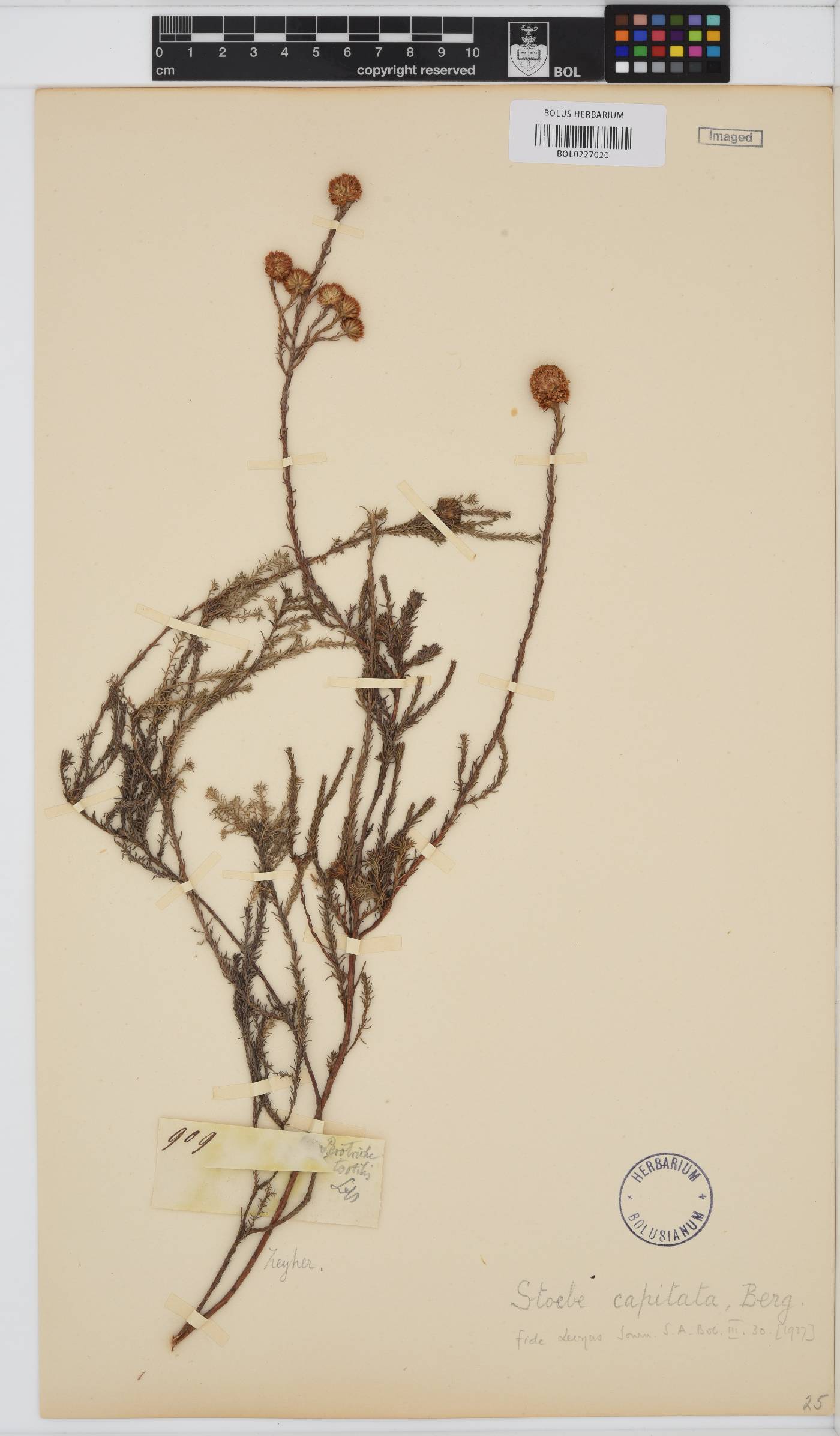 Stoebe capitata image