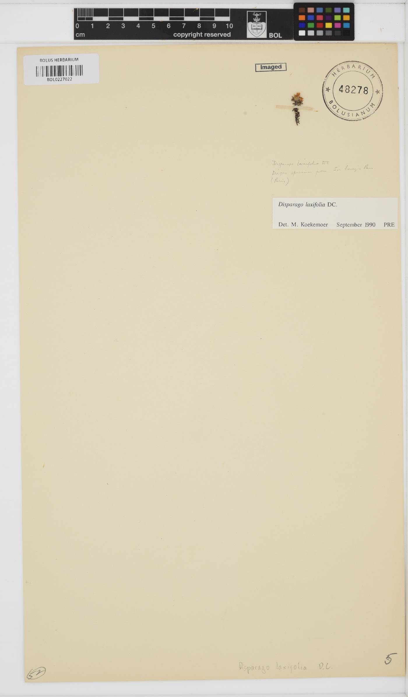 Disparago laxifolia image