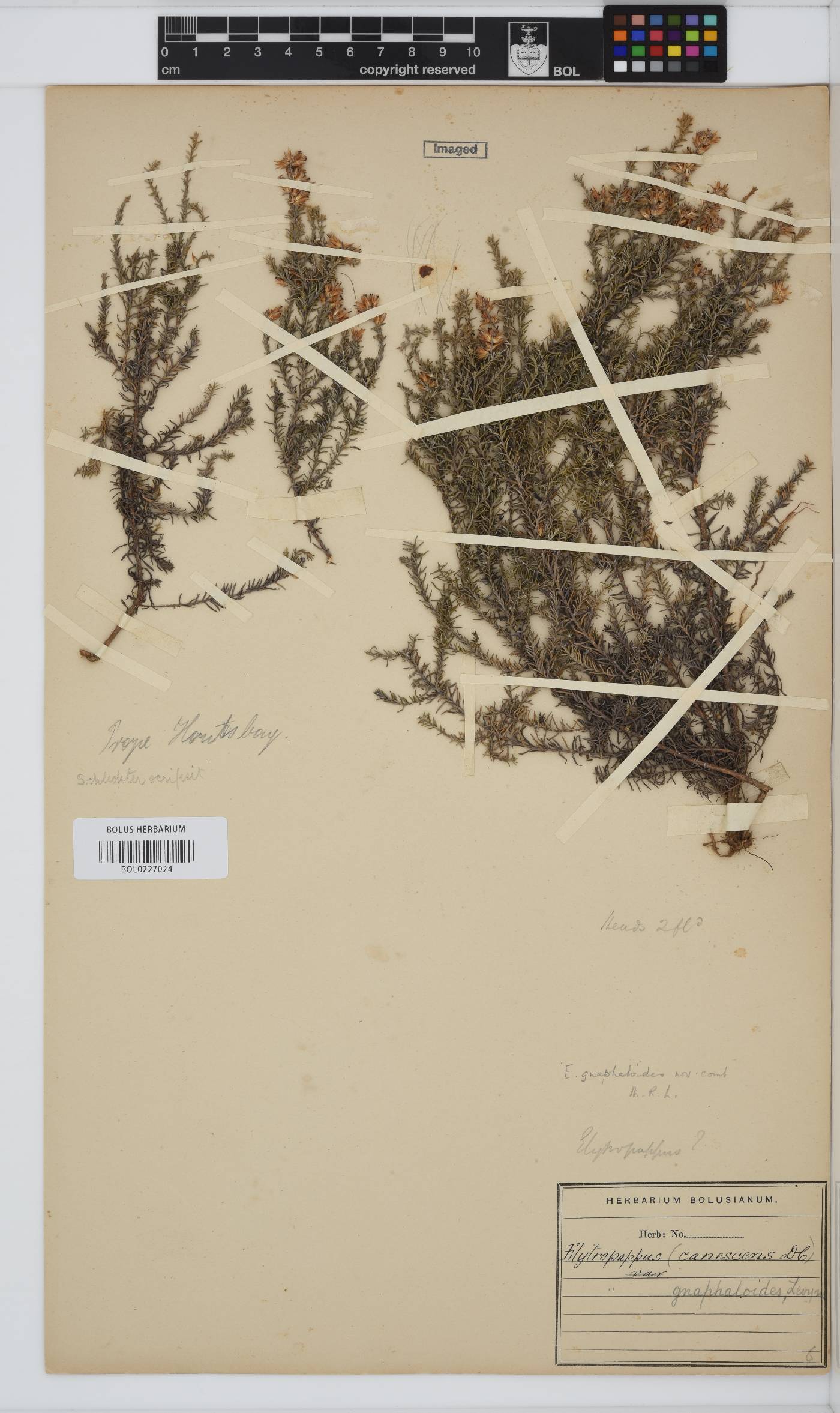 Myrovernix gnaphaloides image