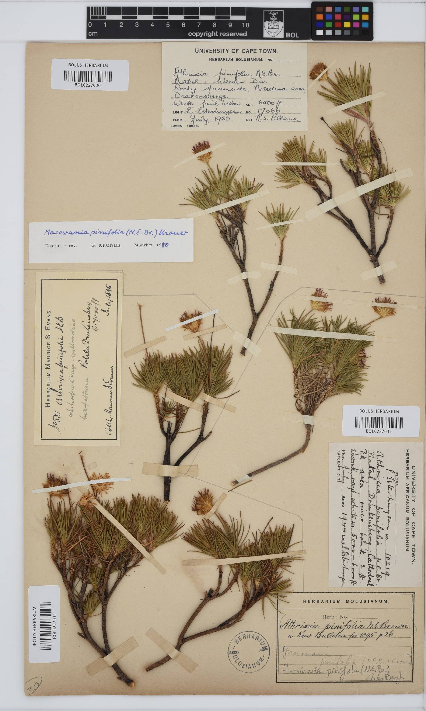 Fluminaria pinifolia image