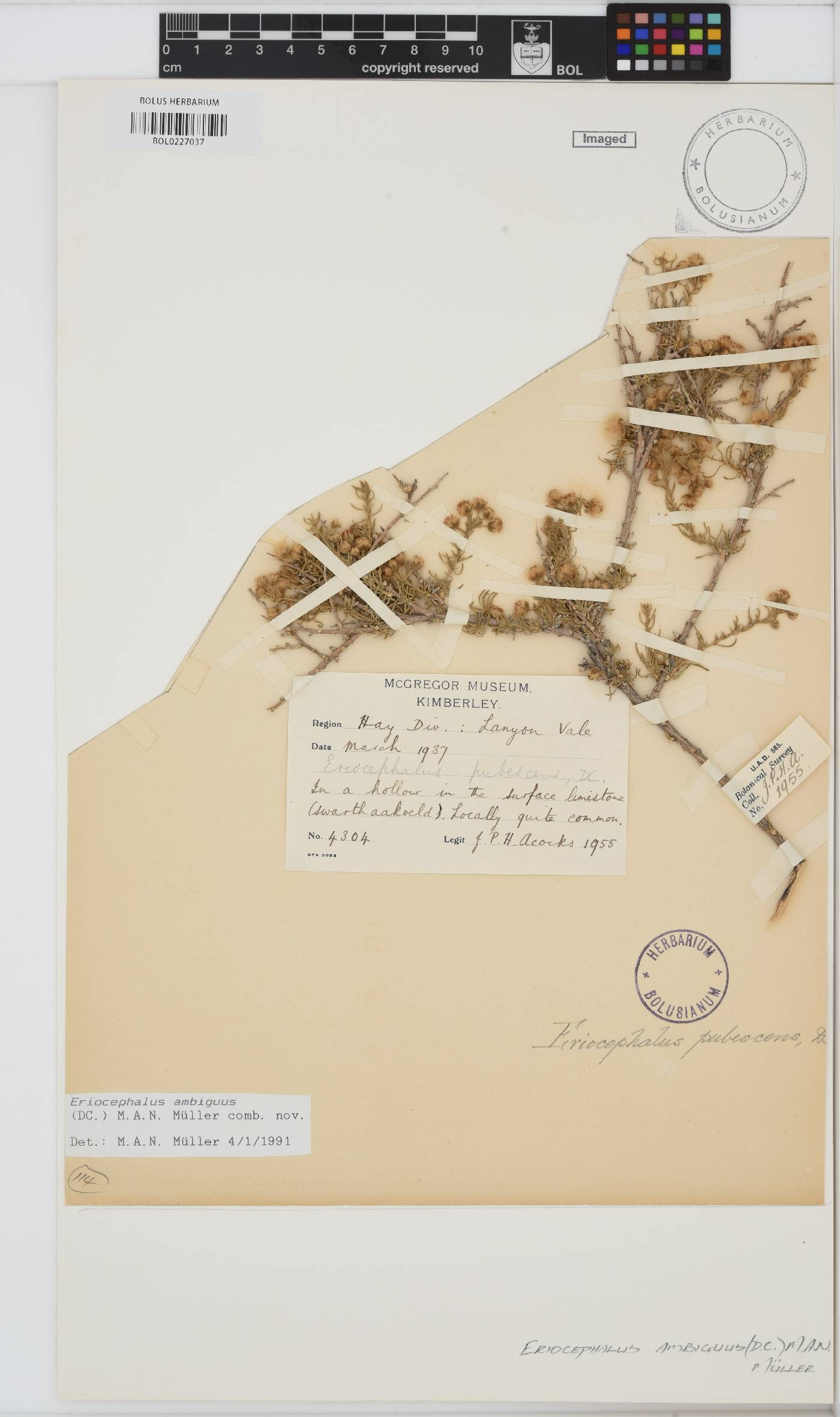 Eriocephalus ambiguus image