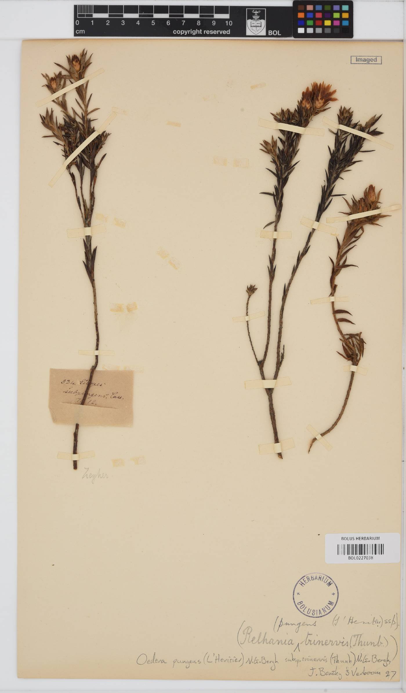 Oedera pungens image