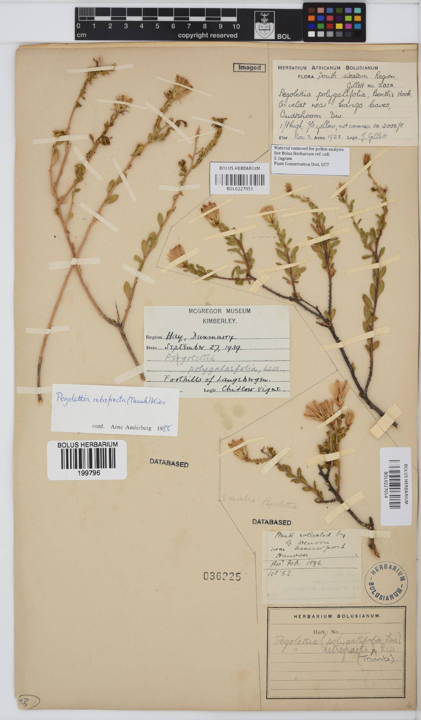 Pegolettia image