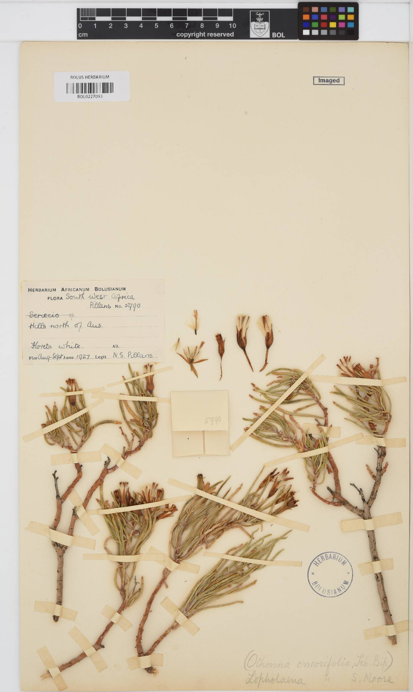 Lopholaena cneorifolia image