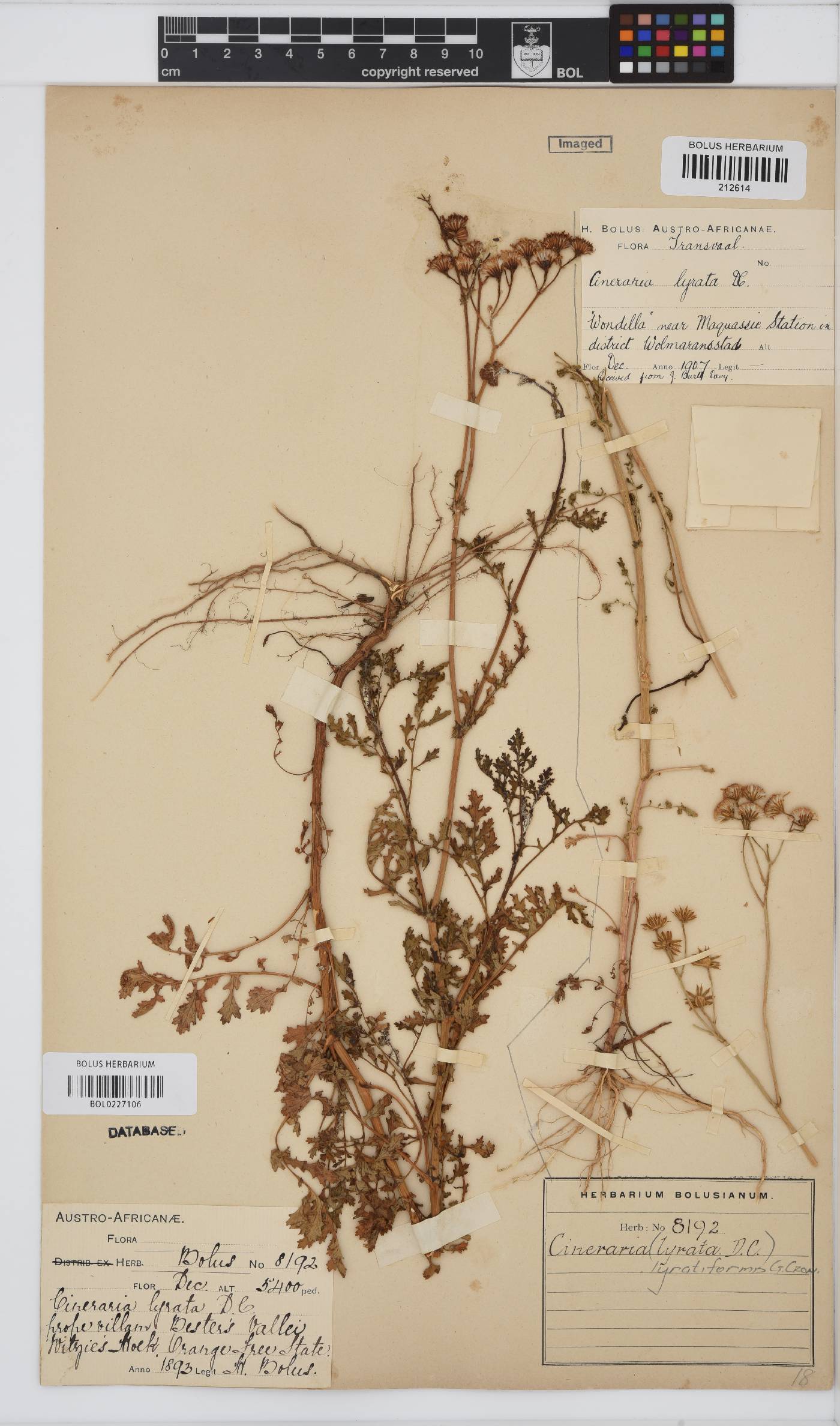Cineraria image