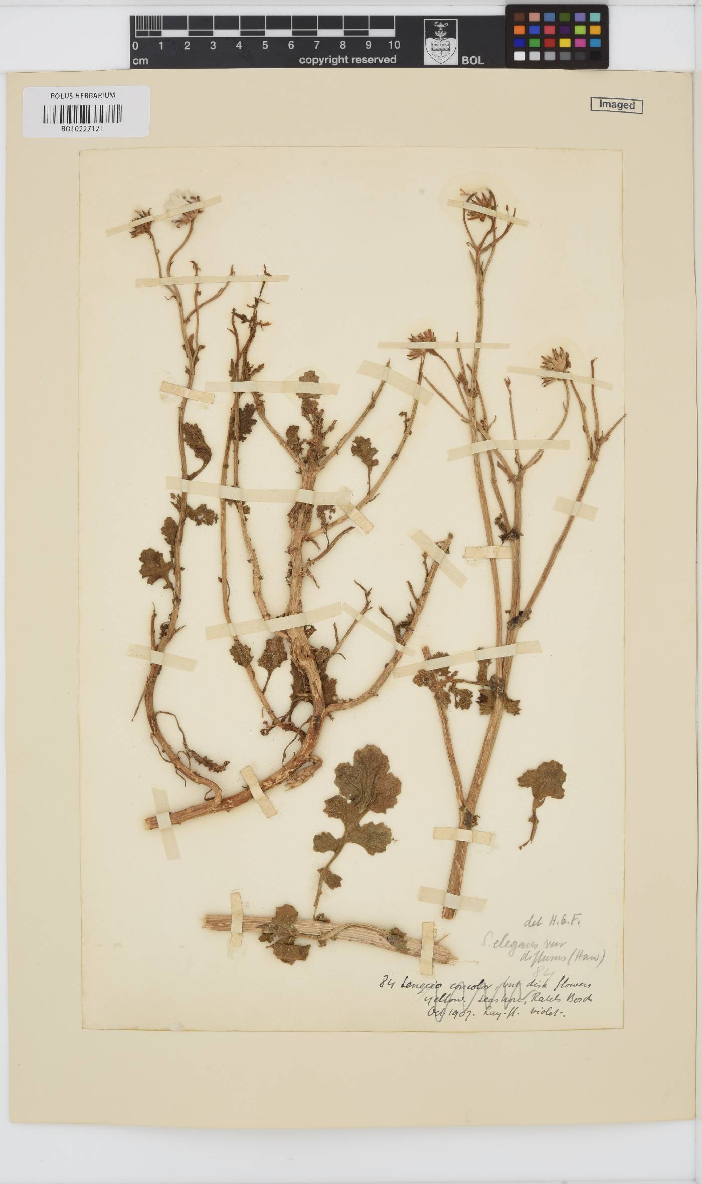Senecio elegans image