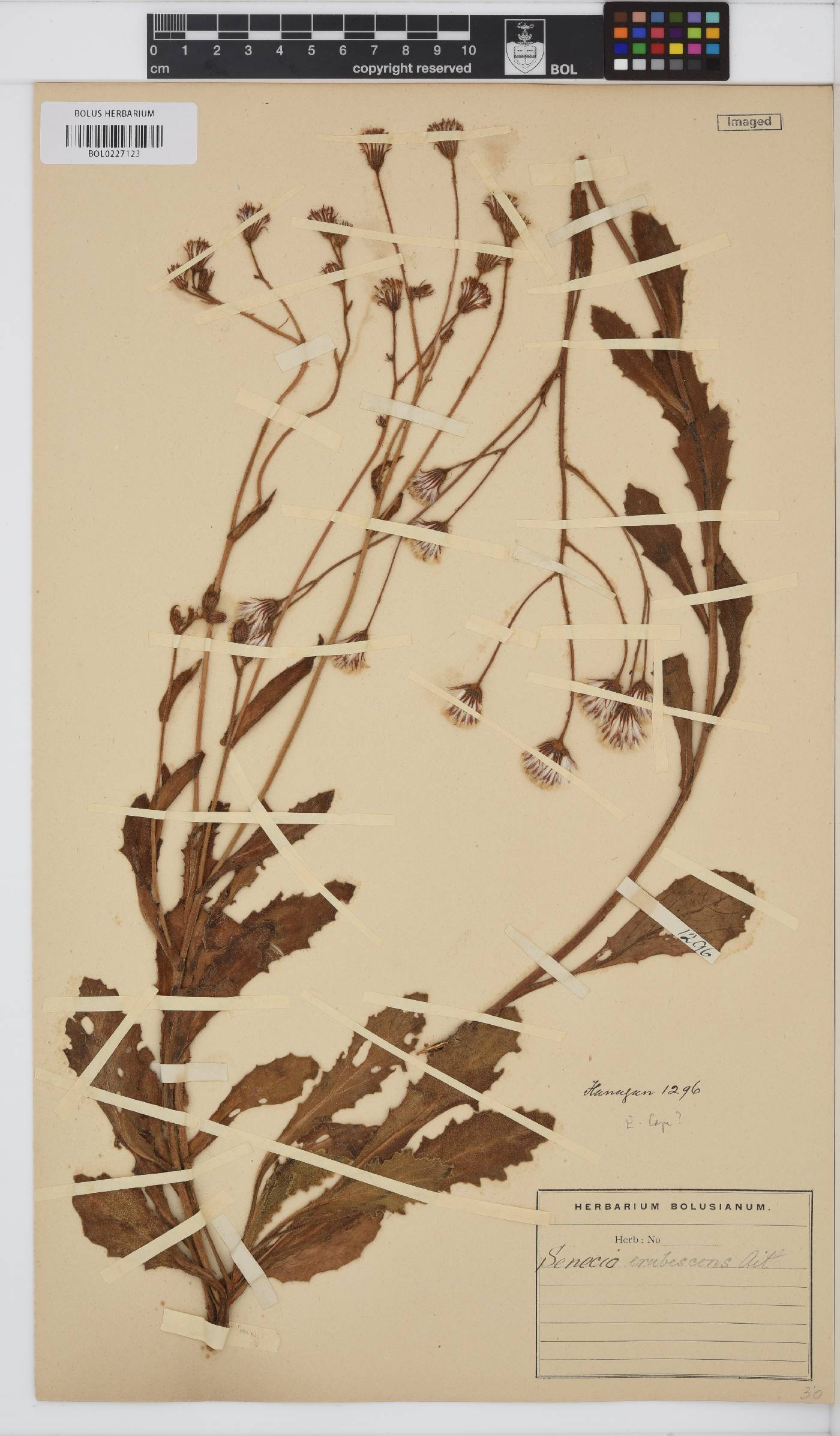 Senecio erubescens image