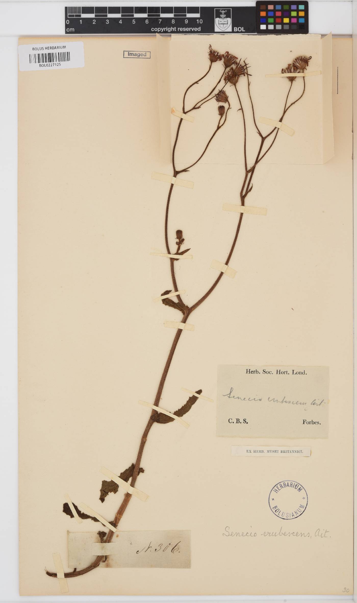 Senecio erubescens image