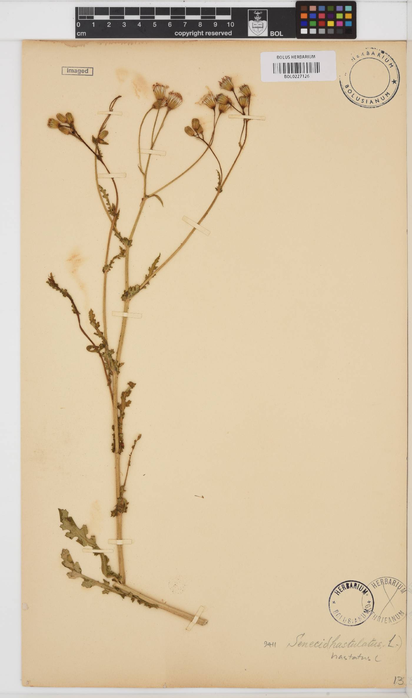Senecio hastatus image