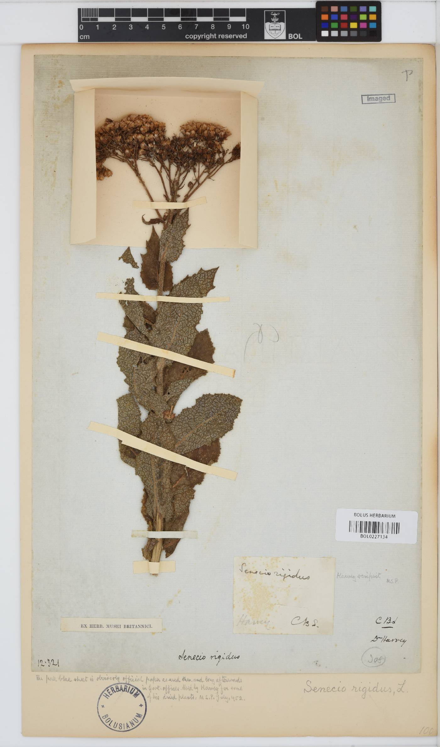 Senecio rigidus image