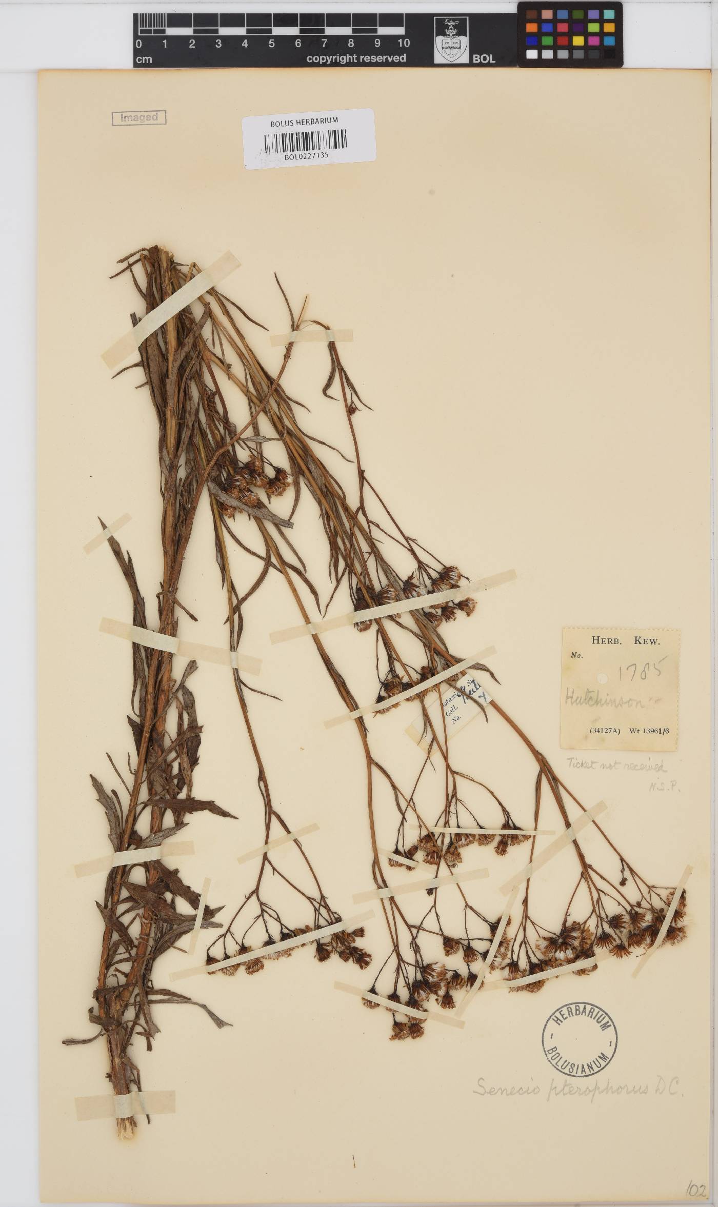 Senecio pterophorus image