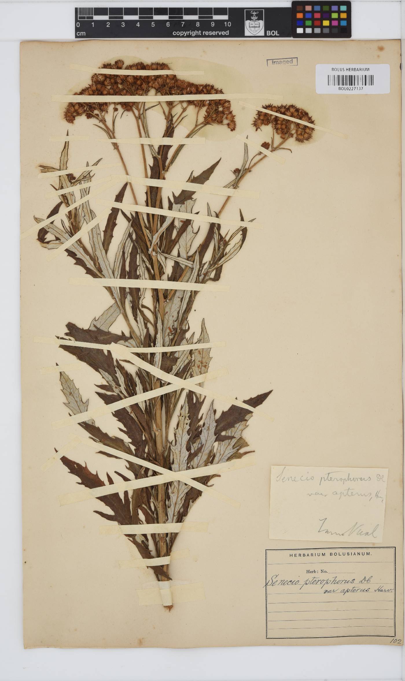 Senecio pterophorus image