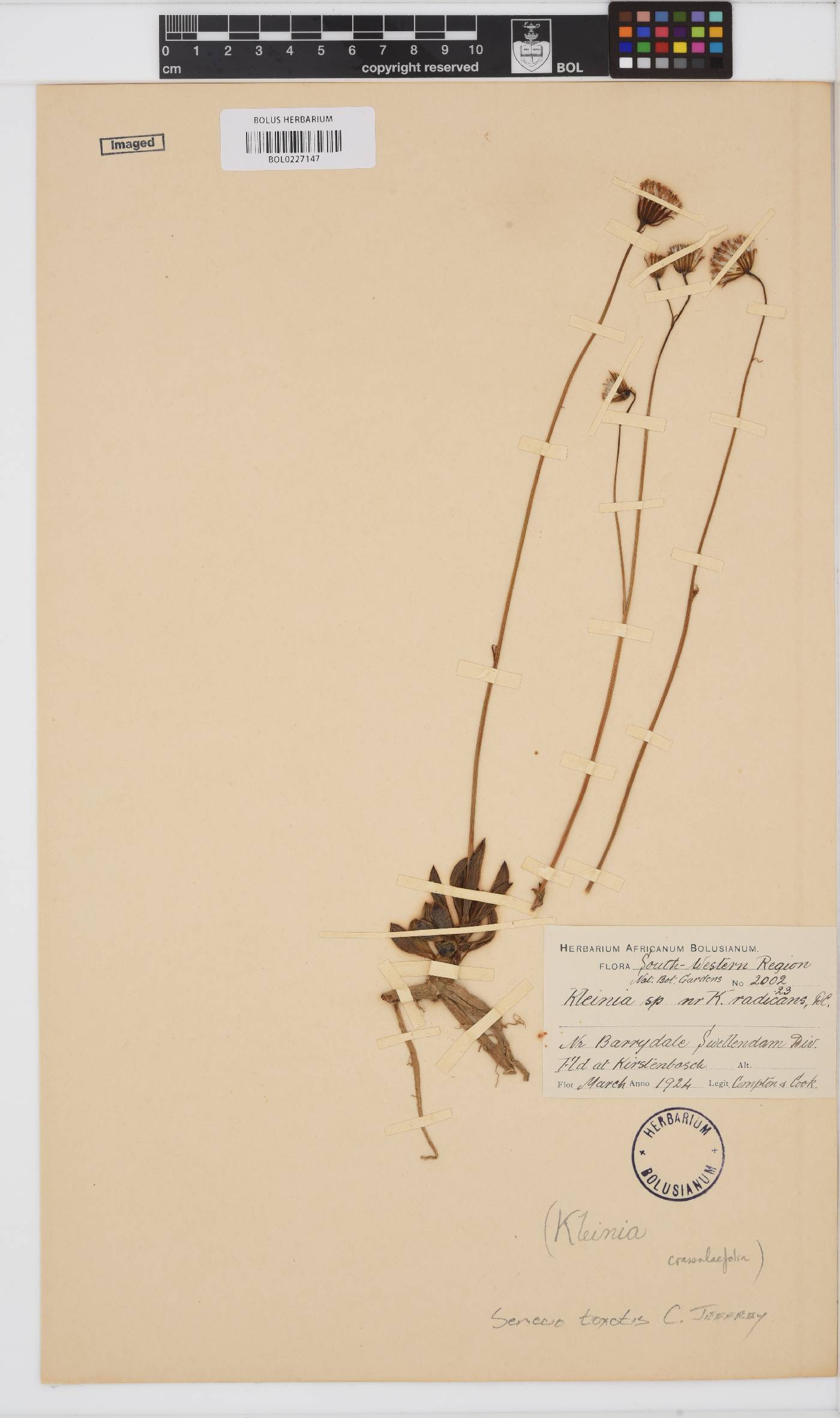 Curio archeri image
