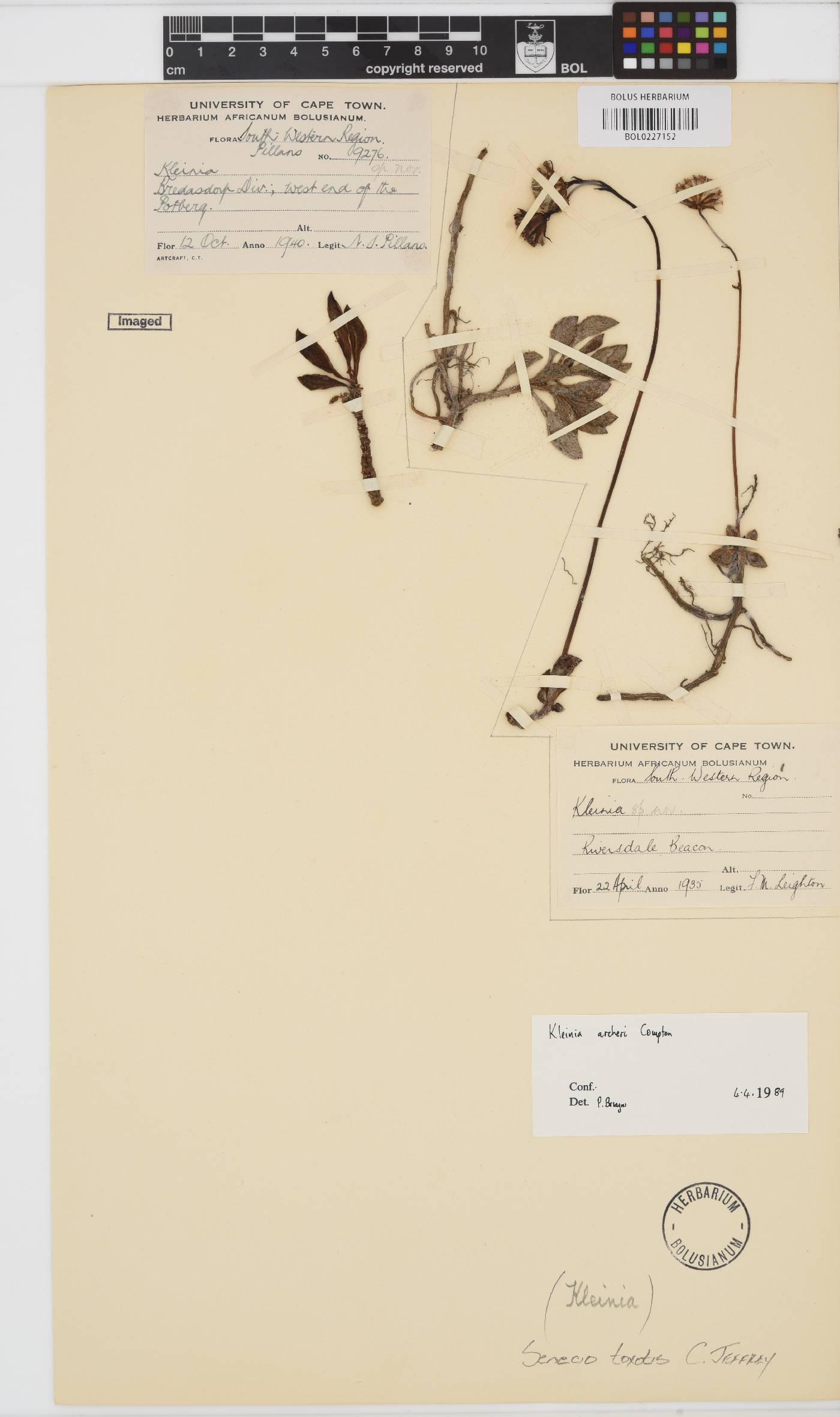 Curio archeri image