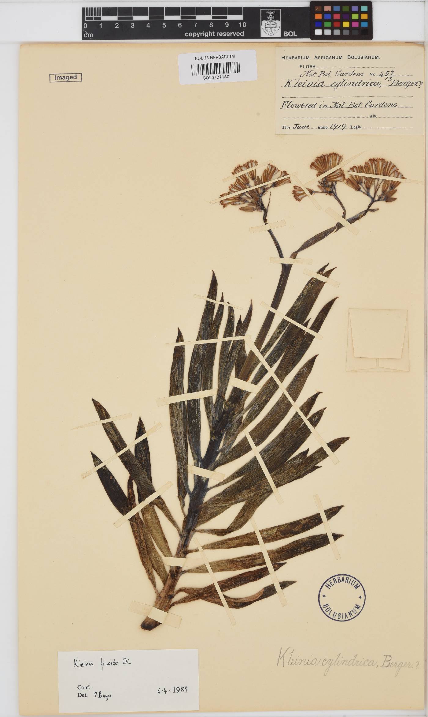 Curio ficoides image