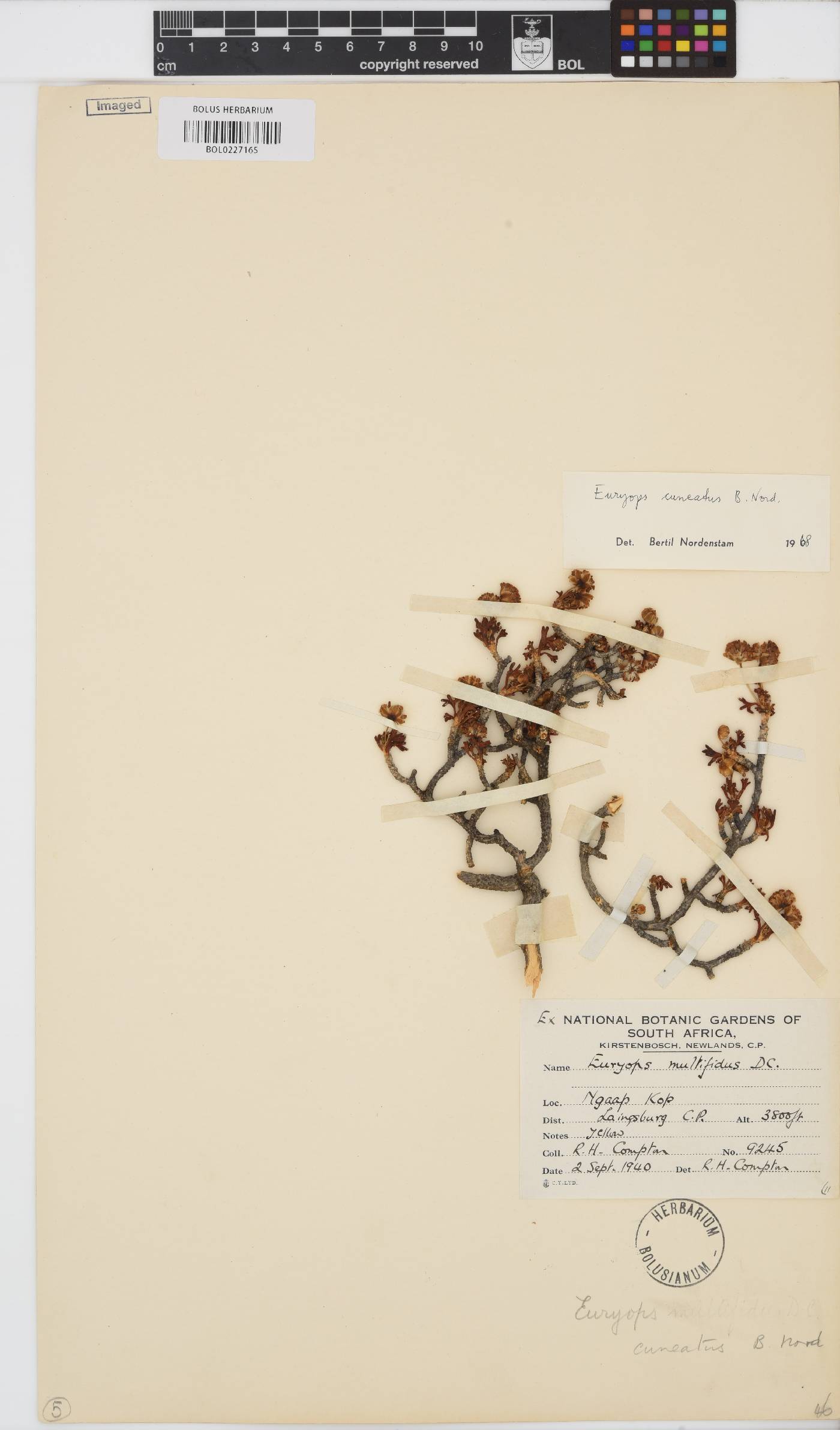 Euryops cuneatus image