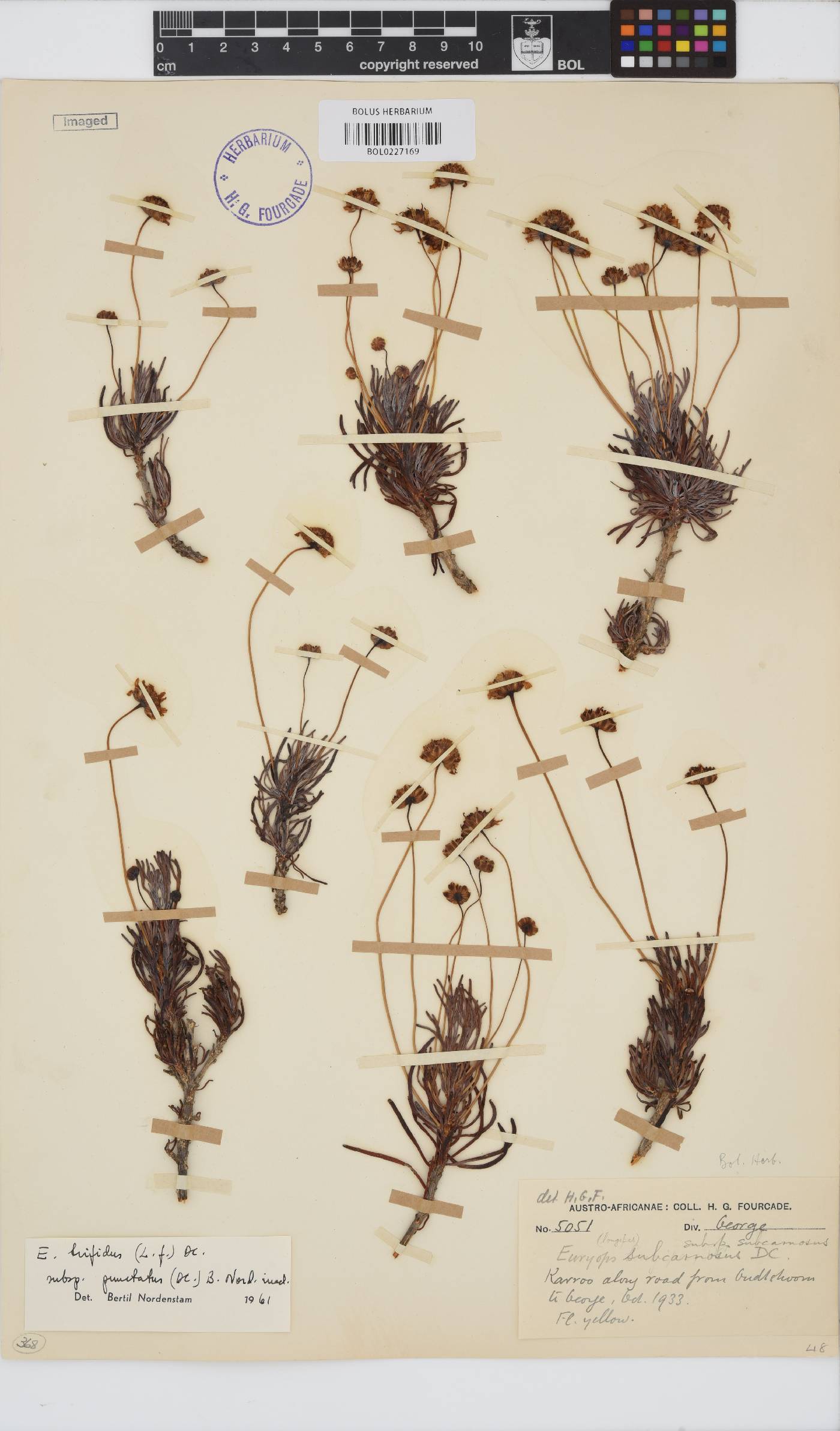 Euryops subcarnosus subsp. subcarnosus image