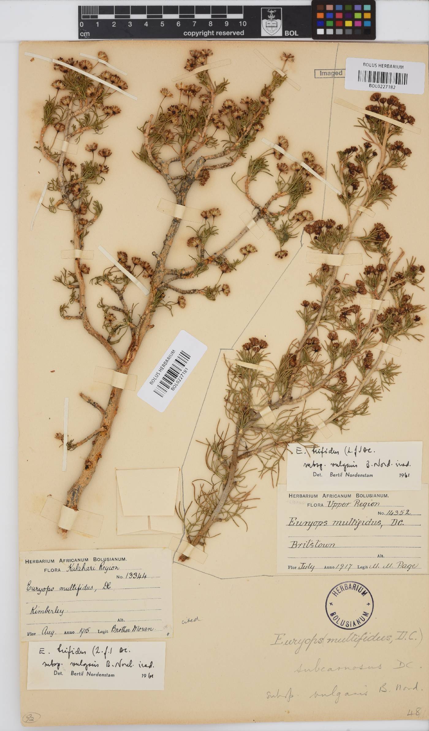 Euryops subcarnosus image