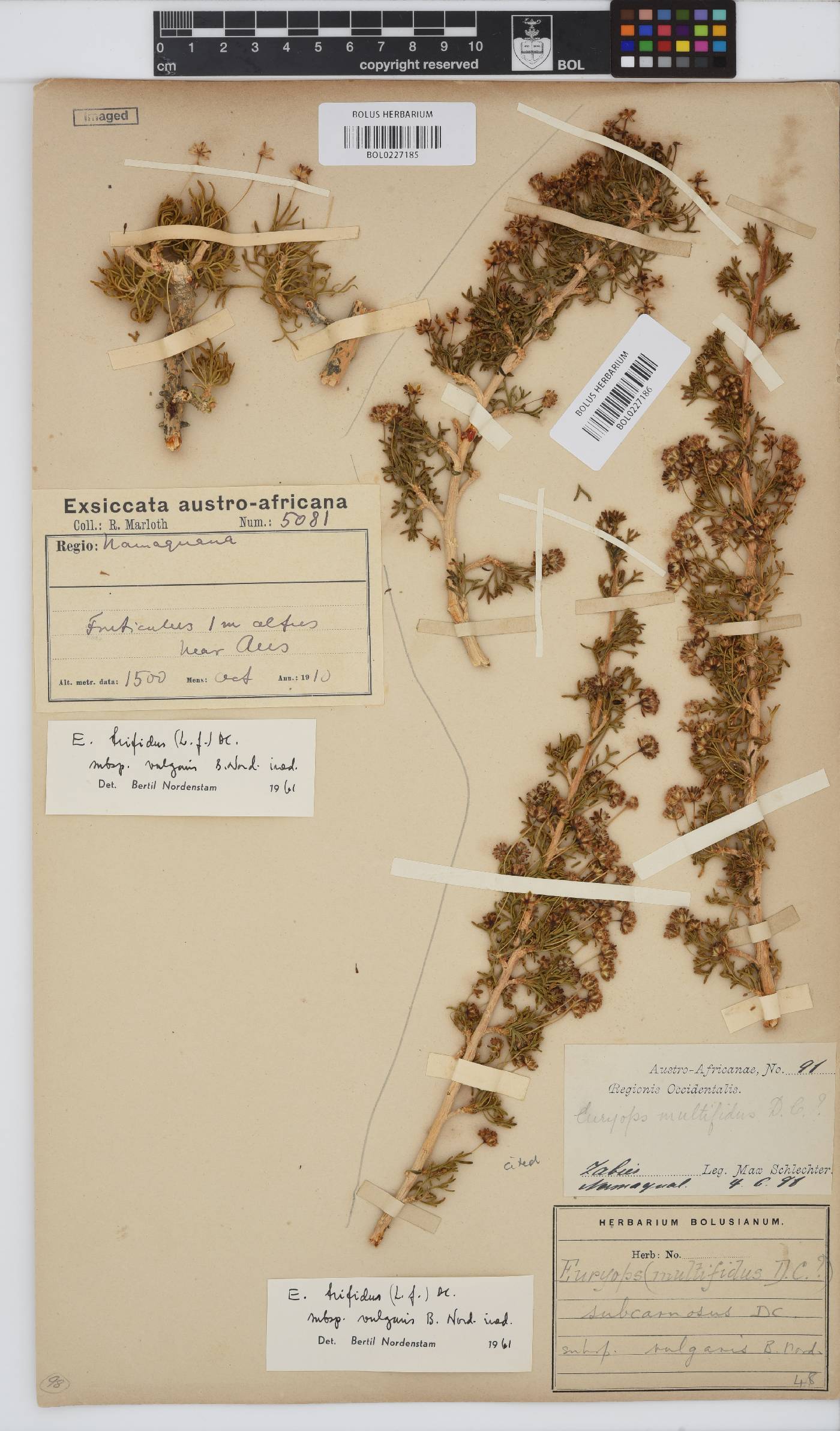 Euryops subcarnosus image