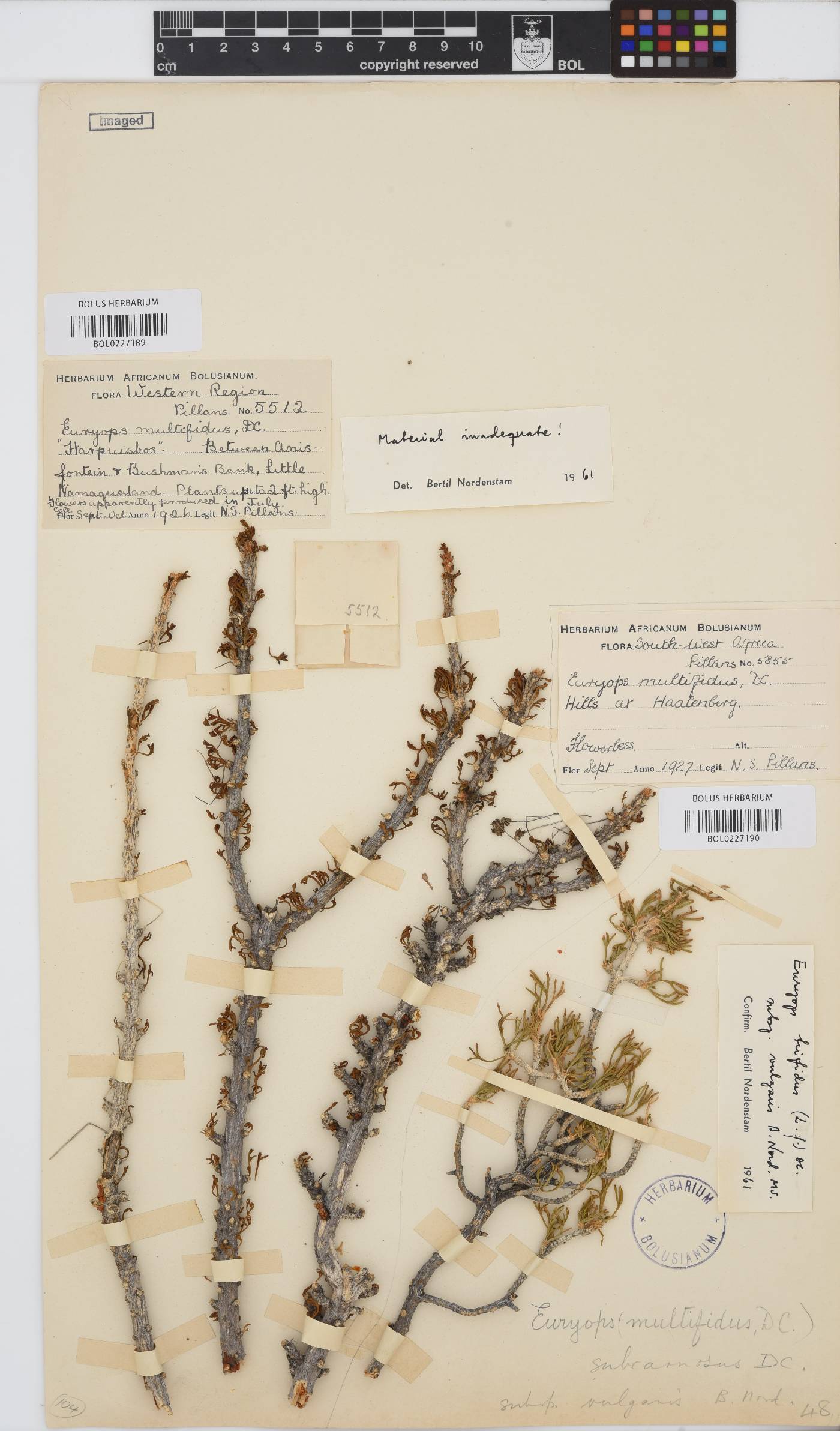 Euryops subcarnosus subsp. vulgaris image